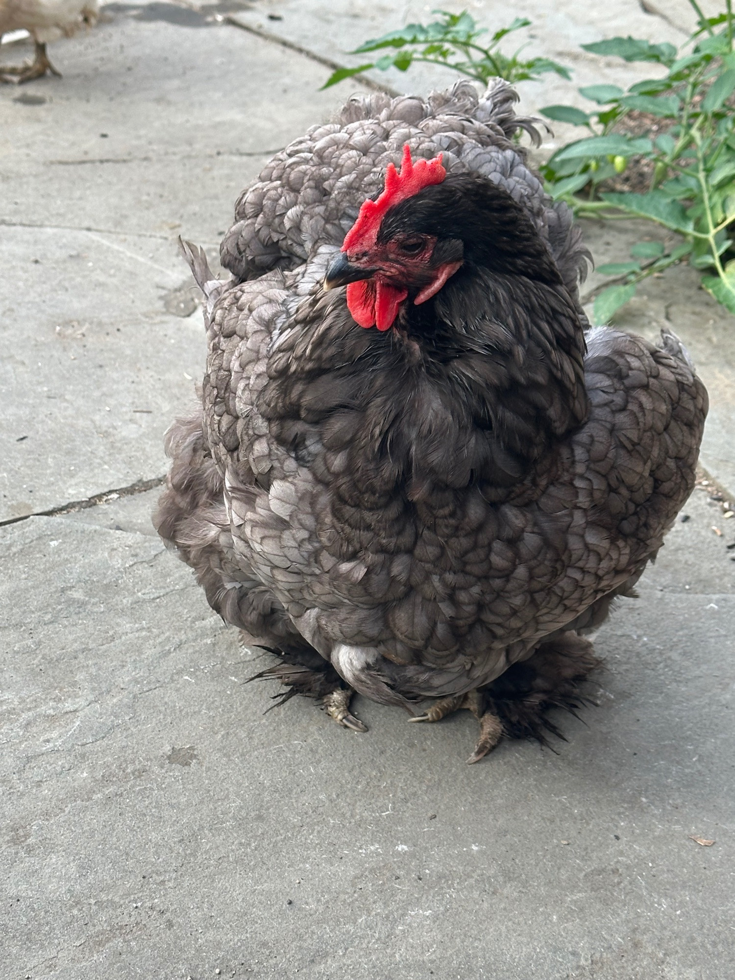 Grey cochin chicken, facing the camera. She is very fluffy, with feathered feet and red comb and wattle. She is standing on flagstones, with a tomato plant in the background.