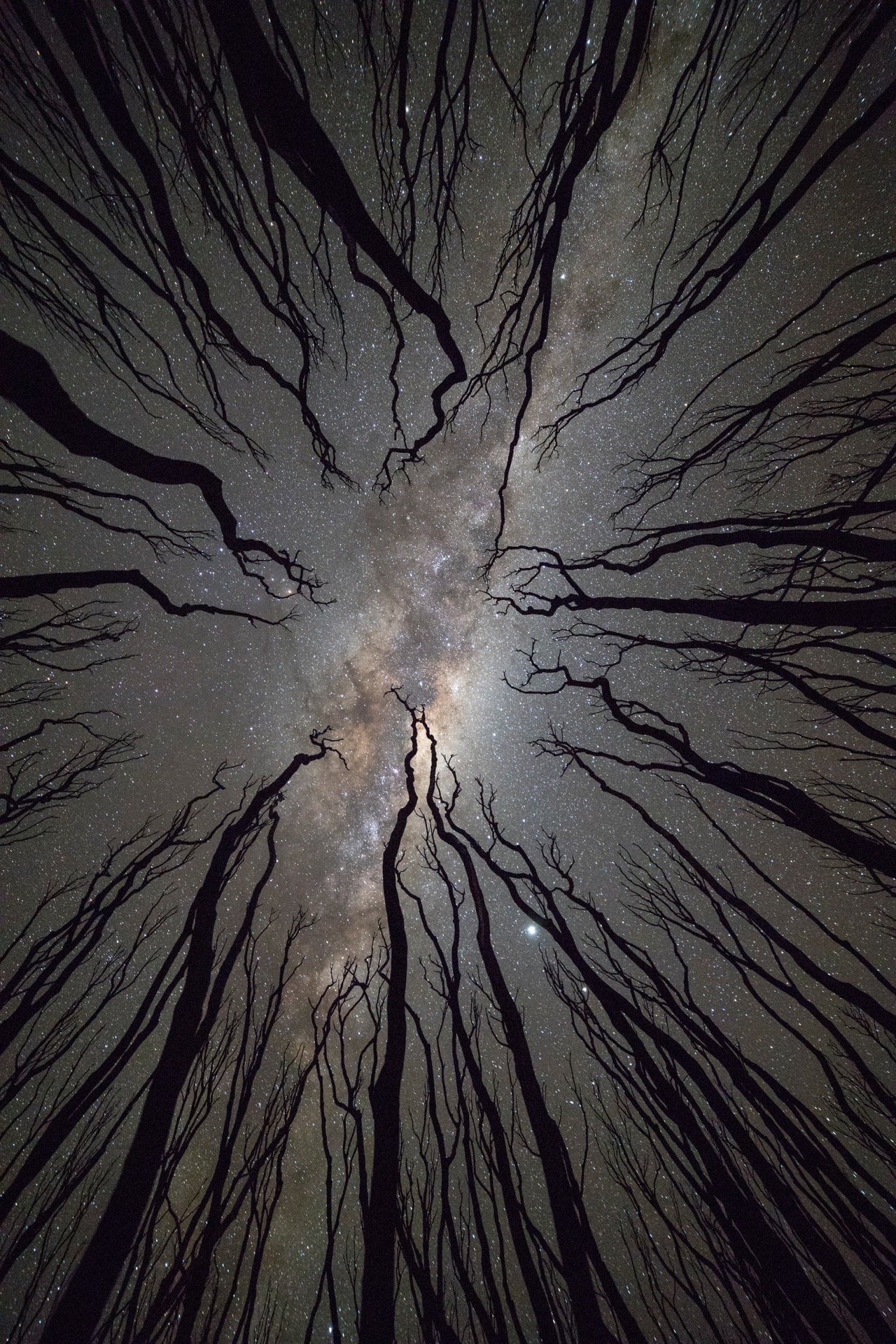 Unsourced photo of the Milky Way, looking directly up at it, surrounded by the black finger-like trunks and branches of slender trees in winter.