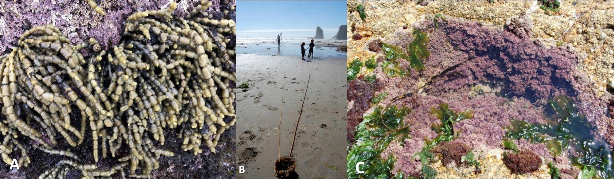 Pictures illustrating the global taxonomic and morphological diversity of marine macroalgae. A) Hormosira banksia - Fucales (Phaeophyta) – Hobart, Tasmania; B) Nereocystis luetkeana - Laminariales (Phaeophyta) – Bandon Bay, Oregon, USA; C) Corallina officinalis – Corallinales (Rhodophyta) – Sennen Cove, UK.