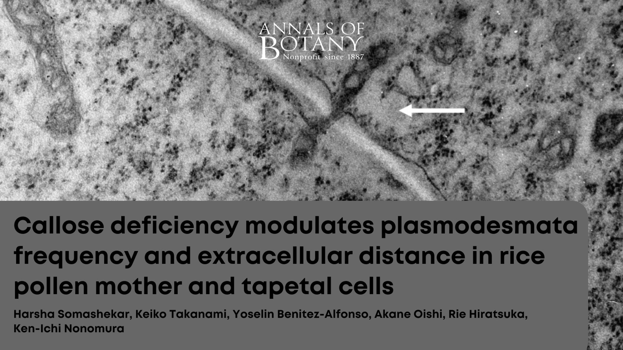 Callose deficiency modulates plasmodesmata frequency and extracellular distance in rice pollen mother and tapetal cells