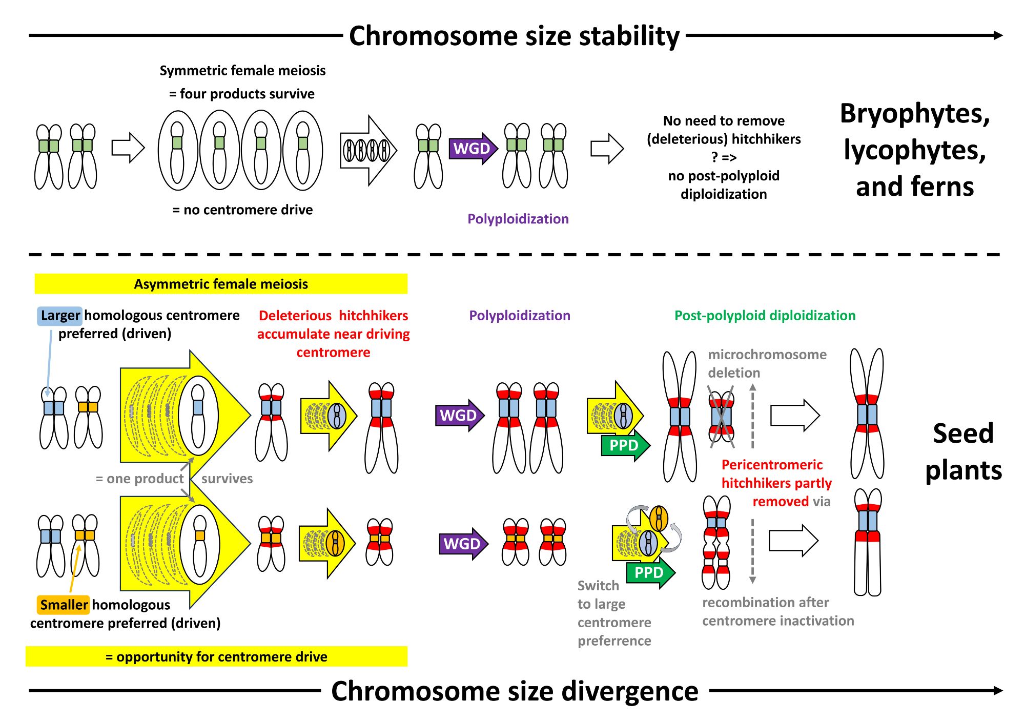 Figure showing an idealized model of chromosome and genome size evolution in plants, focusing on differences between symmetric lineages (bryophytes, lycophytes, ferns) and asymmetric lineages (angiosperms, gymnosperms). In symmetric lineages, the absence of centromere drive leads to stable chromosomes and karyotypes, primarily influenced by whole-genome duplications (WGD). In asymmetric lineages, centromere drive affects chromosome size and stability, requiring post-polyploid diploidization (PPD) to remove harmful genetic elements and stabilize chromosomes after WGD.