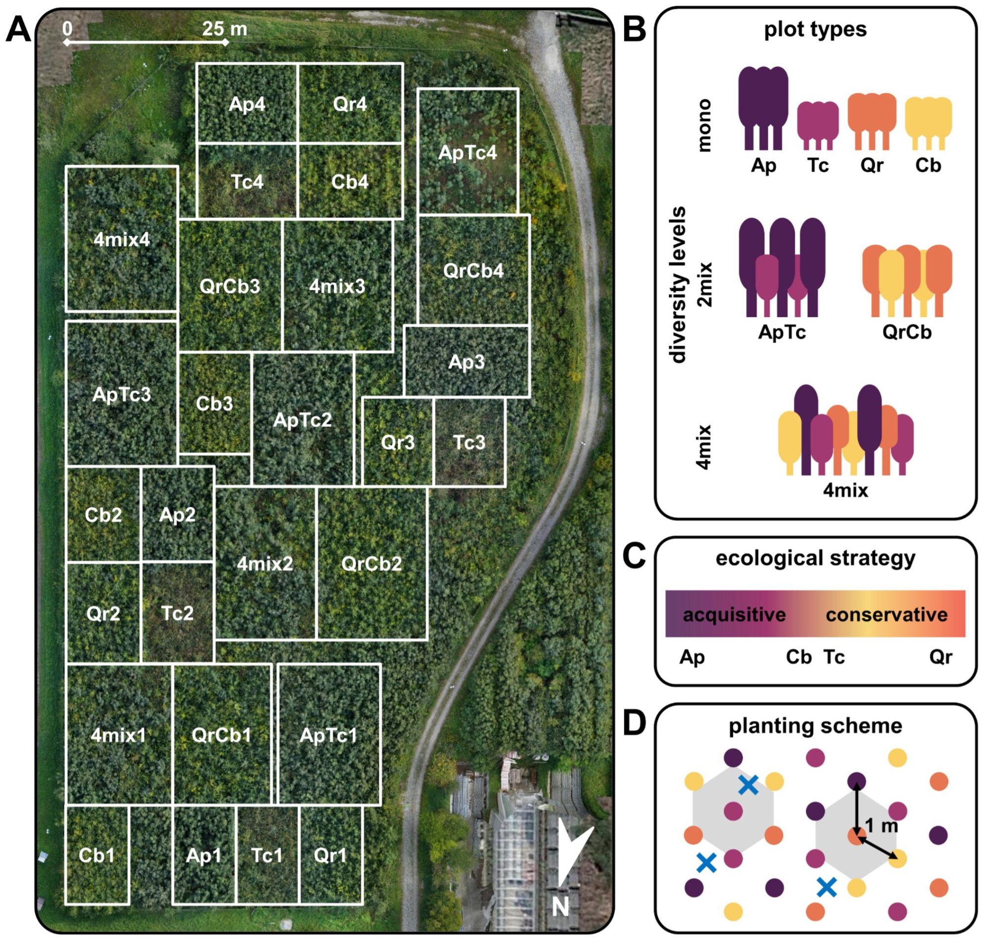 Figure with four panels showing: Panel A) Aerial view of the B-Tree experiment (2021), showing the locations of different tree species: Acer (Ap), Tilia (Tc), Quercus (Qr), and Carpinus (Cb). Combinations include ApTc (Ap and Tc), QrCb (Qr and Cb), and 4mix (a mix of all four species). Numbers indicate different blocks. Panel B) The seven types of plots arranged by three levels of species diversity. Panel C) A simplified overview of the trees’ ecological strategies. Panel D) A typical layout of a 4-species mixture, with trees planted 1 meter apart in a hexagonal pattern. The blue ‘×’ marks where root samples are taken between groups of three trees.