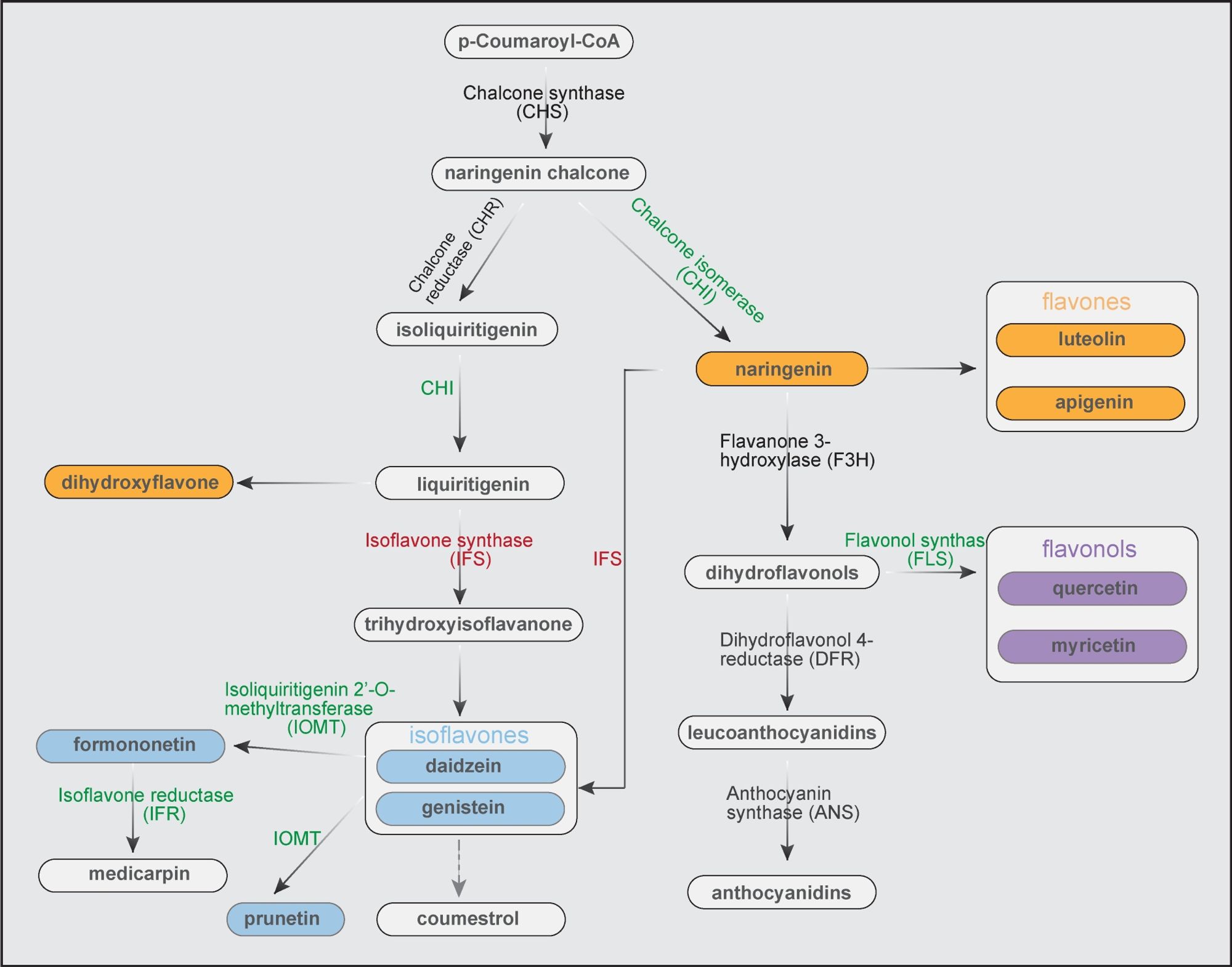 Figure swhoing up- and down-regulation of alfalfa flavonoid biosynthetic pathways under salt stress.
Green: up-regulated; red: down-regulated; the expression of the other genes is not significantly altered by salt stress; gray-dotted line: pathway is still unclear (Xiong et al. 2017; Liu et al. 2021).