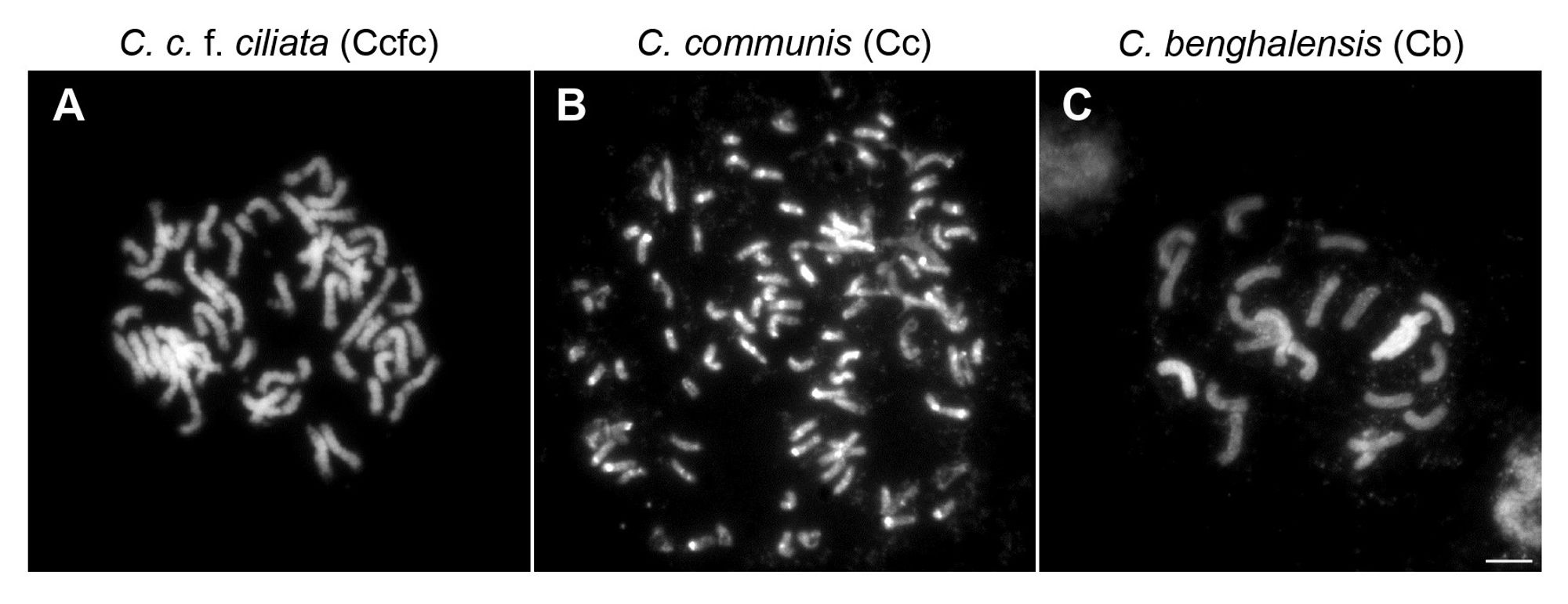 Figure with 3 panels showing mitotic metaphases of Cc, Ccfc, and Cb stained with DAPI. (Panel A) Ccfc chromosomes 2n = 46. (Panel B) Cc chromosomes 2n = 88. (Panel C) Cb chromosomes 2n = 22. Scale bar: 5 μm.