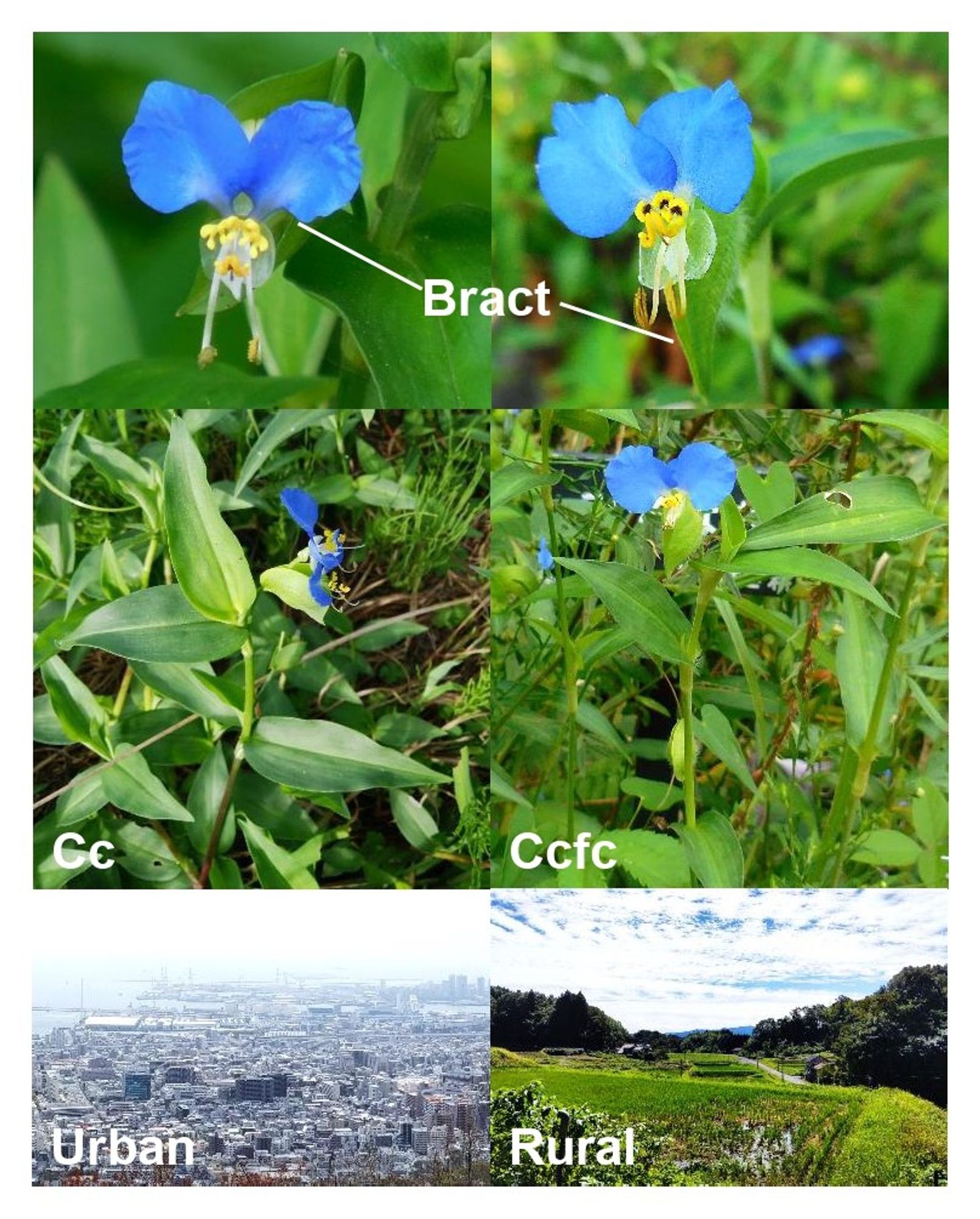 Figure showing flower (upper) and whole plants (middle) of Commelina communis (Cc) and C. communis f. ciliata (Ccfc) in urban and rural areas. Although Ccfc (right) is morphologically distinct with Cc (left) due to bract hairs and shorter stamens, their morphological traits are highly similar. Urban area (lower, left) is occupied by developed lands such as concretes and buildings, whereas rural area (lower, right) is covered with natural fields such as rice fields and forests.