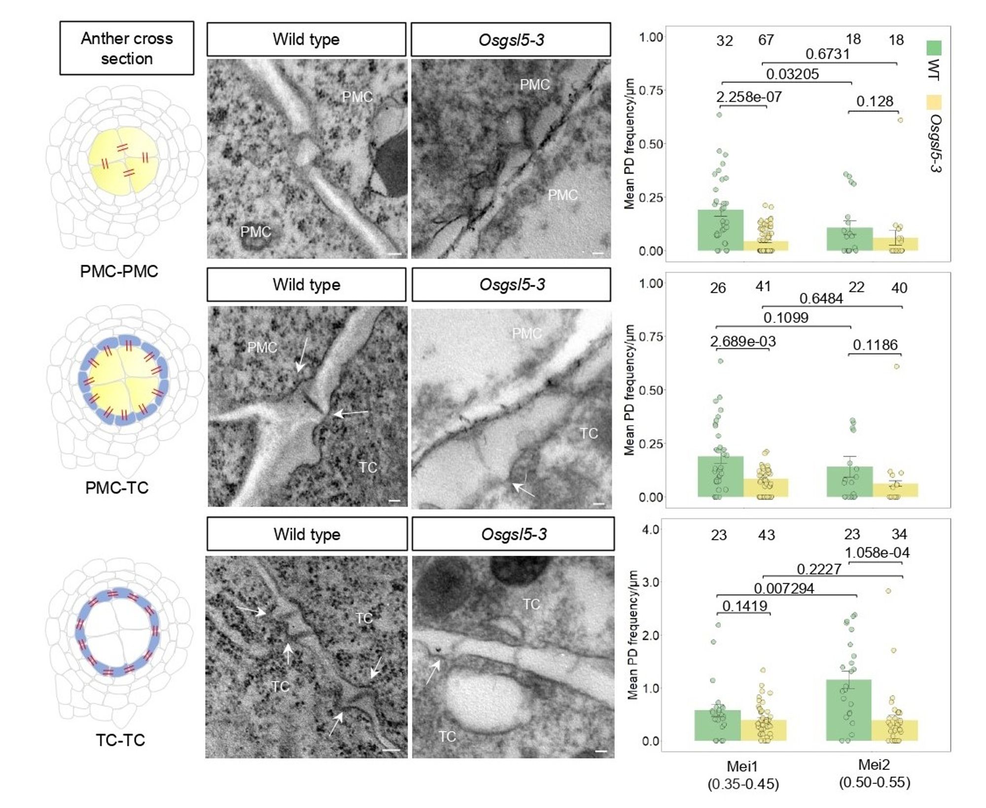 Figure showing plasmodesmata (PD) frequency changes during the transition to meiosis in Osgsl5-3 mutant rice anthers. The diagrams on the left show a cross-section of premeiotic anthers, highlighting the connections (PD in red) between pollen mother cells (PMC) and surrounding tapetal cells (TC). The middle images, taken using transmission electron microscopy, compare these connections in both wild-type (WT) and Osgsl5-3 mutant anthers. The right panels show how the number of PD connections per unit of cell wall changes in WT and Osgsl5-3 anthers during two stages: premeiotic interphase (Mei1) and early meiosis (Mei2). The graph bars include p-values (significance of the difference) and error bars representing the variation observed. Each dot represents the average PD frequency in an individual rice floret, and the numbers above indicate the sample sizes. Arrows point to membrane indentations at PD sites. Scale bar = 100 nm.