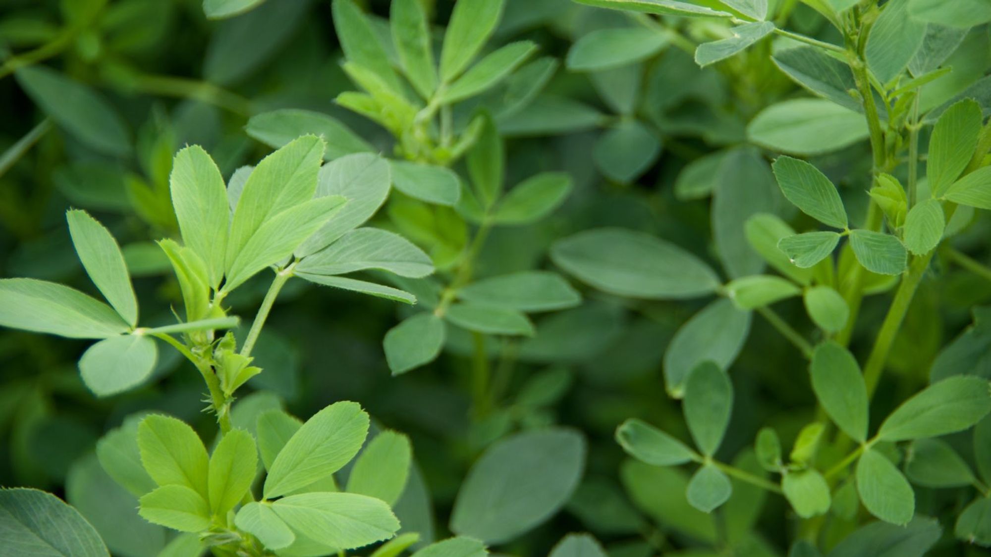 Picture of alfalfa crop