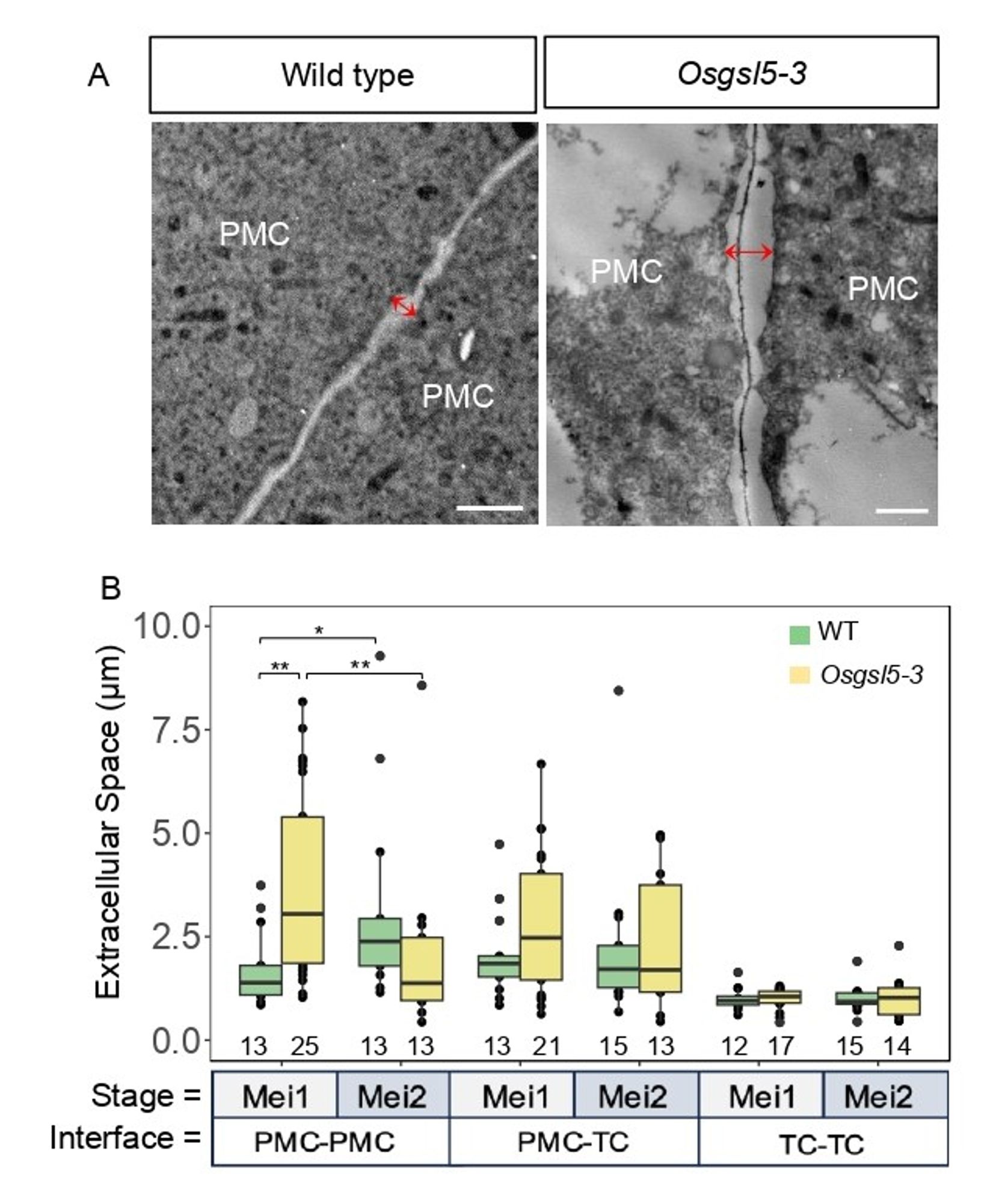 Figure with two panels showing extracellular distance between adjacent pollen mother cells increases when rice anthers enter meiosis in the Osgsl5-3 mutant. In panel A, the electron microscope images show the gap between the plasma membranes (marked by the red double arrow) of two neighboring pollen mother cells in wild-type (WT) and Osgsl5-3 mutant anthers during the premeiotic stage (Mei1). The dark gray line between the cells represents the middle lamella, rich in pectin. Scale bar = 1μm. Panel B compares the distance between cells at three different interfaces in WT and Osgsl5-3 anthers, with all values normalized against the distance between tapetal cells (TC). The lines in each box represent the median, and asterisks indicate significant differences between the groups (*p ≤ 0.05, **p ≤ 0.01, ***p ≤ 0.001). The numbers below the graph indicate the sections analyzed for each cell interface and stage.