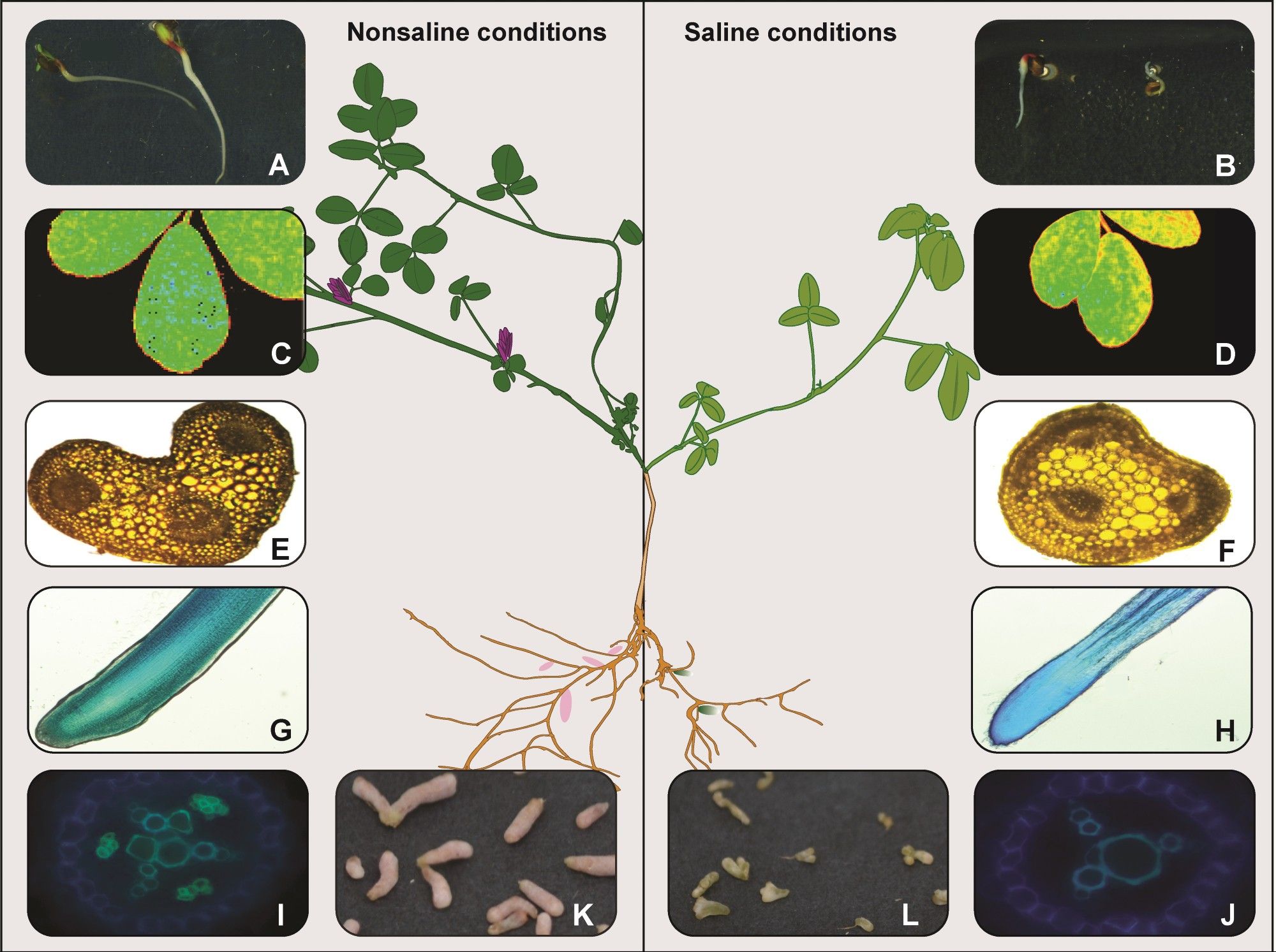 Figure with 6 panels showing a comparison of alfalfa growth in normal vs. salty conditions (150 mM NaCl). Under normal conditions, seeds typically germinate after 3 days (Panel A), but salt stress significantly slows this process (Panel B). In non-saline environments, leaves are larger and healthier with higher chlorophyll levels (Panel C), while in salty conditions, leaf size and chlorophyll are reduced (Panel D). Stems exposed to salt are slightly thinner with fewer vascular bundles (Panel F) compared to normal plants (Panel E). The primary root tip and cross-section show a smaller diameter and damaged root structure under salt stress (Panels G-J). Salt exposure also causes a color change in root nodules from pink (Panel K) to green (Panel L), with fewer and smaller nodules forming in salty conditions.