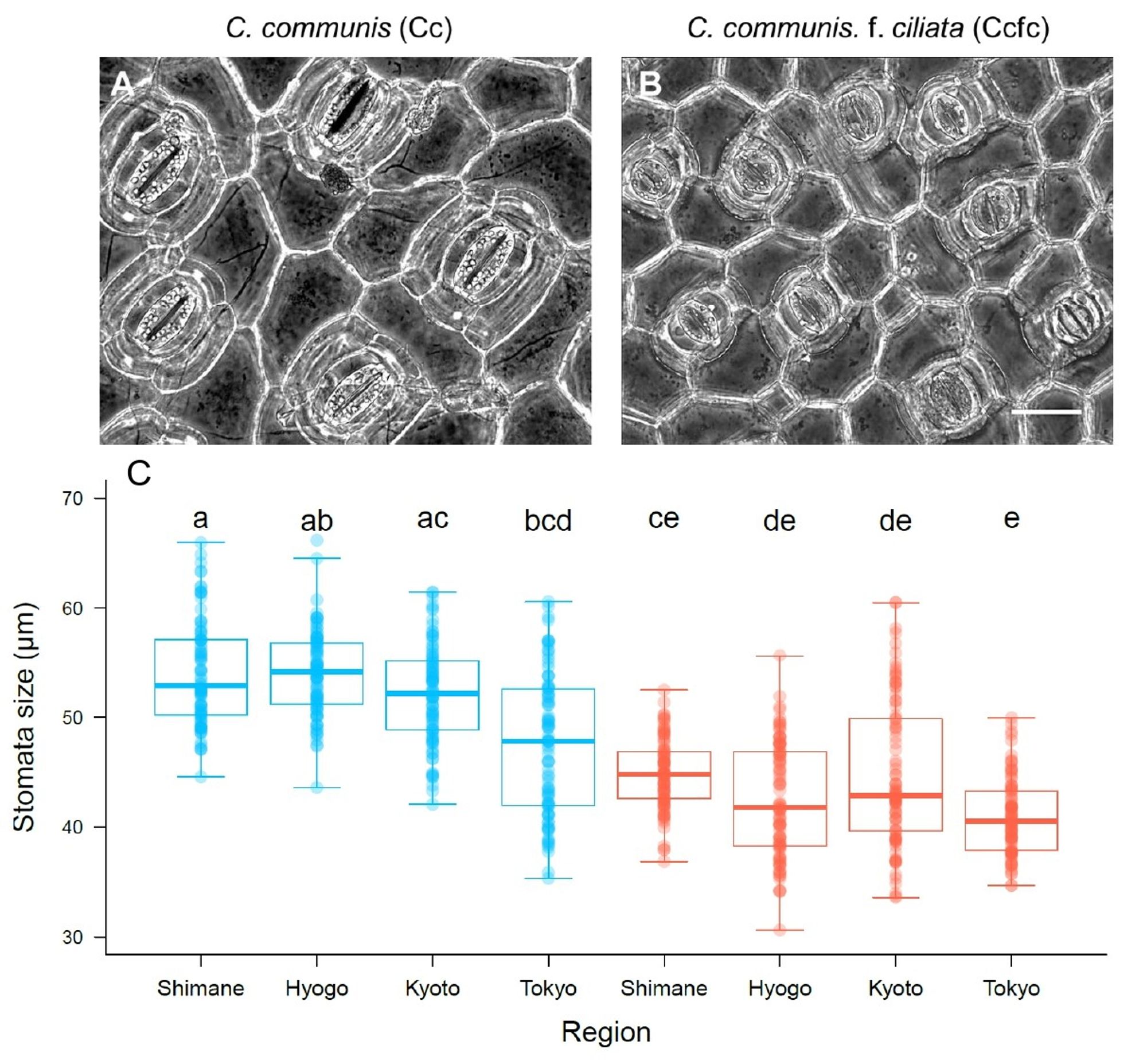 Figure with 3 panels comparing Commeilna communis and C. c.f. ciliata stomata size in different regions of Japan. Panels A and B show the stomata of Cc and Ccfc, both collected from a rural area in Hyogo. The scale bar represents 50 micrometers. In panel C, the blue and red boxplots represent the stomata sizes of Cc and Ccfc, with each point showing individual data measurements. The different letters (a-d) indicate significant differences in stomata size between the species and regions (p<0.01).