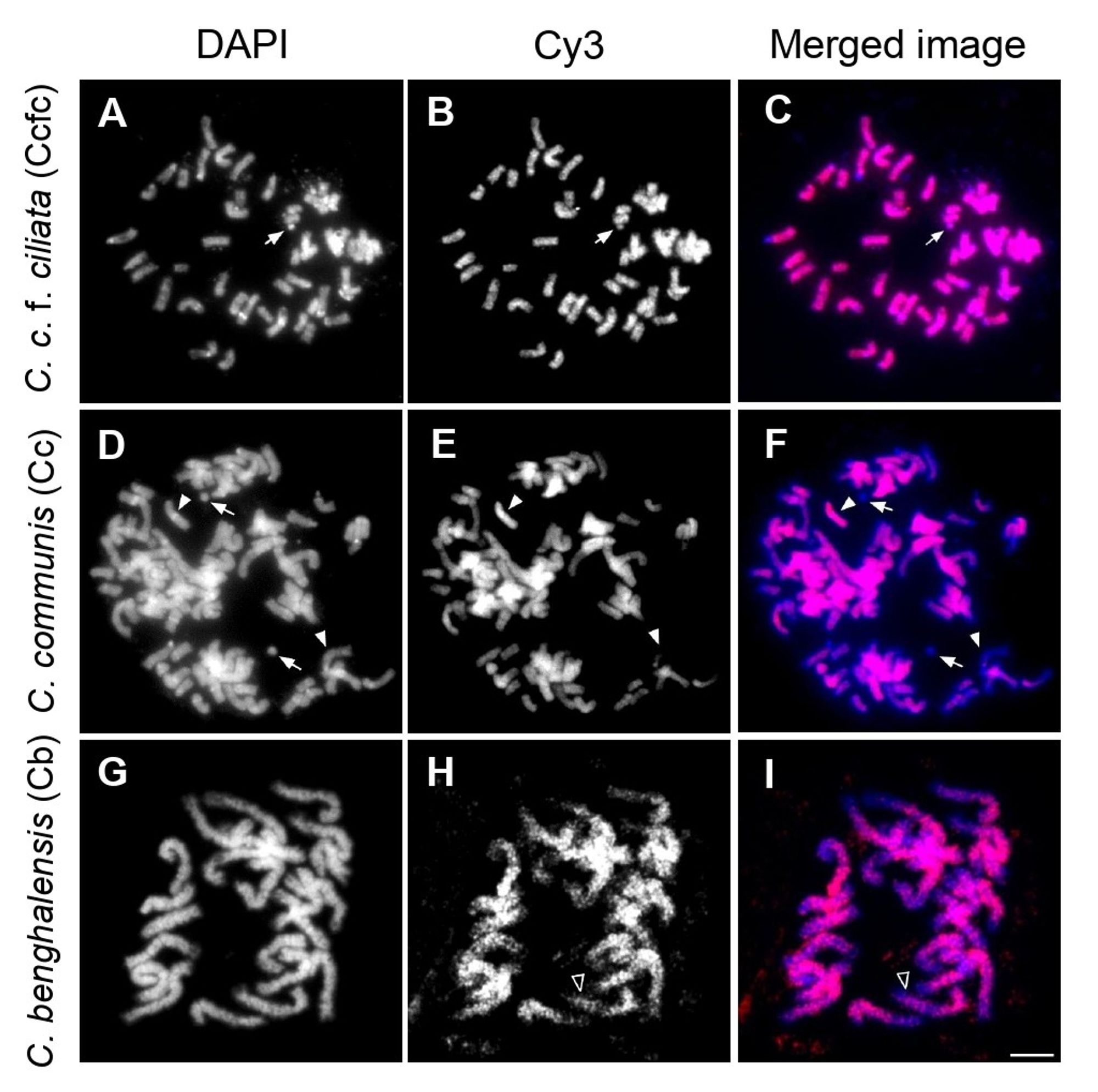 Figure with 9 panels showing mitotic metaphase chromosomes of Commelina communis (Cc), C. communis f. ciliata (Ccfc), and Commelina benghalensis (Cb) after GISH using Ccfc genomic DNA. (A-C) Ccfc chromosomes stained with DAPI (A), labeled with Ccfc DNA (B), and merged to show Ccfc DNA signals (red) on Ccfc chromosomes (C). (D-F) Cc chromosomes stained with DAPI (D), labeled with Ccfc DNA (E), and merged to show Ccfc DNA signals (red) on Cc chromosomes (blue) (F), with Ccfc DNA localized on about half of the Cc chromosomes. Nucleolus organizer regions (NORs) do not show Ccfc signals. (G-I) Cb chromosomes stained with DAPI (G), labeled with Ccfc DNA (H), and merged to show Ccfc DNA signals (red) on Cb chromosomes (I). Arrows indicate NORs in B, C, E, and F. Arrowheads highlight the band pattern in I and examples of labeled and unlabeled chromosomes in E and F.