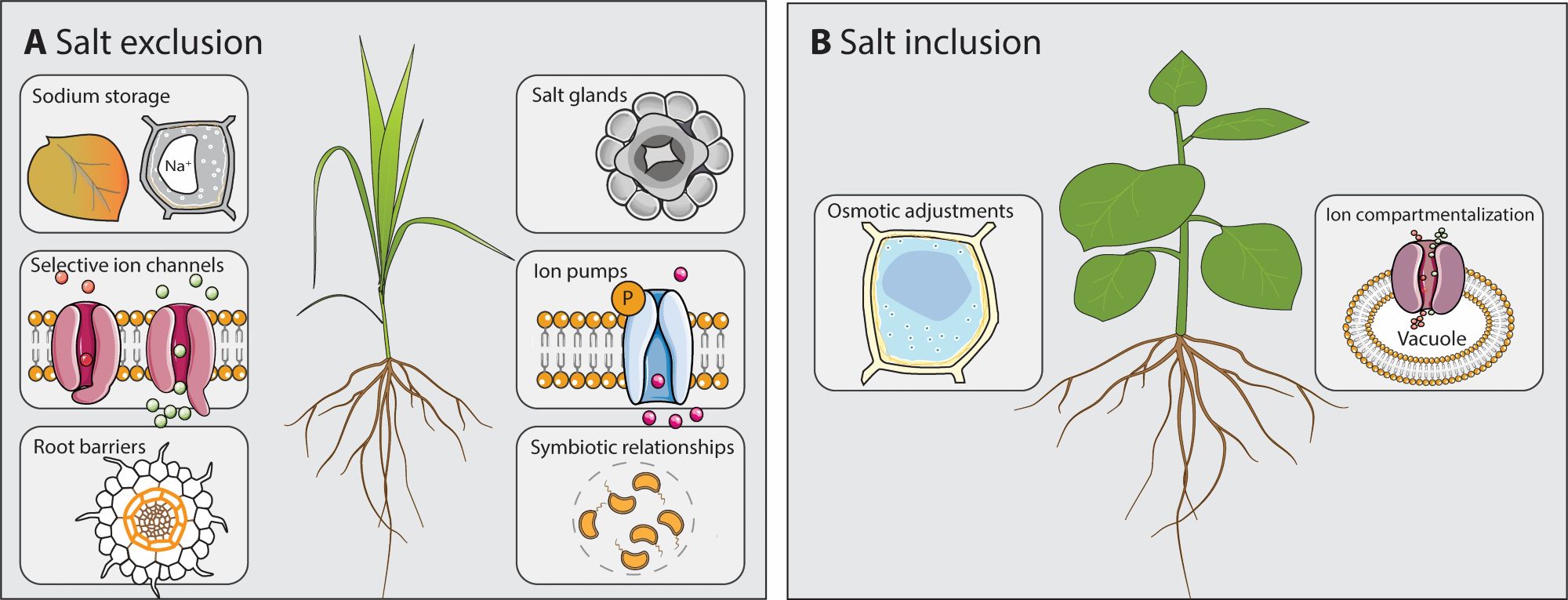 Figure with two panels showing contrasting strategies to deal with excess salt. The salt exclusion strategy (Panel A) employs different mechanisms than the salt inclusion strategy (Panel B); few plants use a combination of both or can switch between strategies.