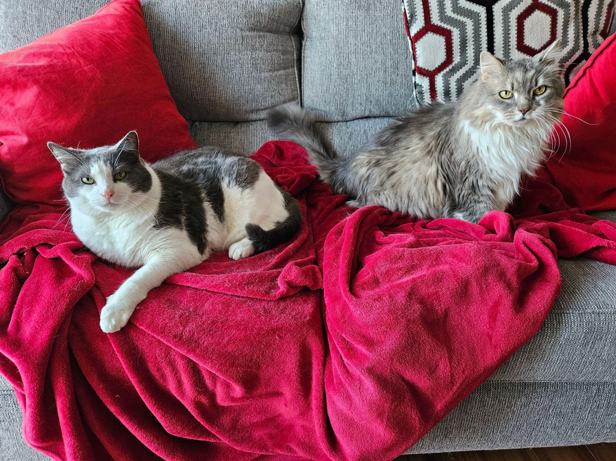 Astra (a grey long-haired cat) and Abra (a black-and-white short-haired cat) hang out together on a red blanket on the couch.