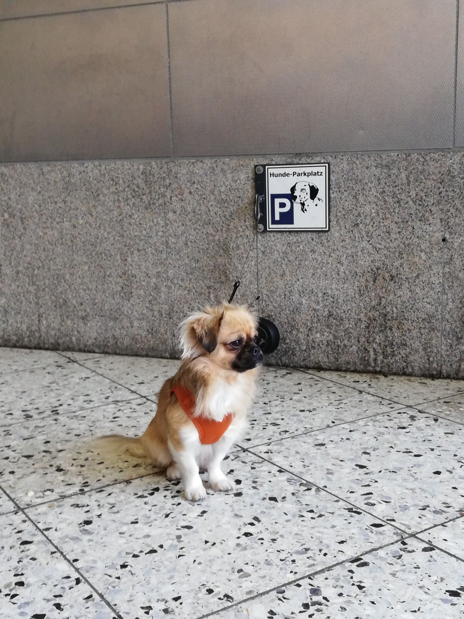 Ein kleiner Hund ist an Haken an einer Wand festgemacht. An der Wand hängt ein Schild mit der Aufschrift: Hunde-Parkplatz.
Als Piktogramm dazu sind ein Hund und ein P für Parkplatz darauf