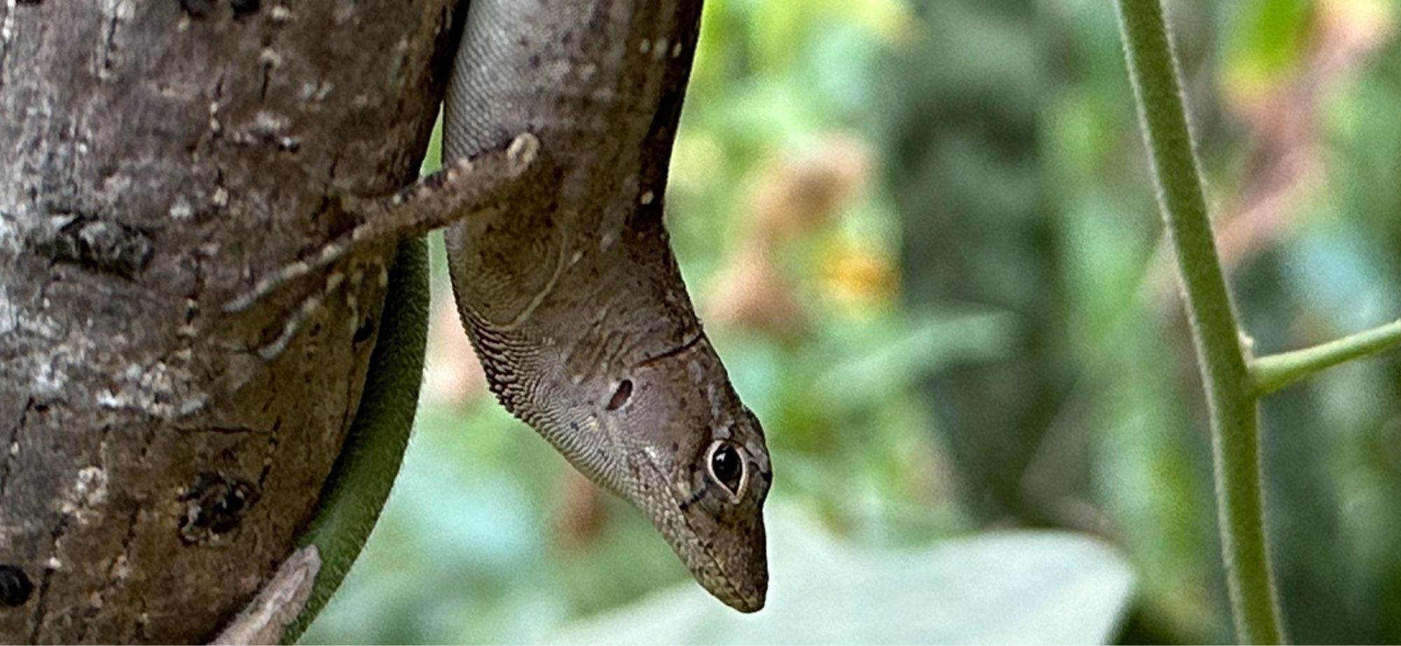 Nice fat brown anole nose down on a pecan sapling trunk, lifting its head to look at us with deep suspicion! Not sure if it is a girl or boy because I can’t tell brown anole genders apart. But it has a small head compared to its fat body, and prominent stripes down its spine. Based on this if it was a green anole I would say it was a girl. But who knows with brown anoles!