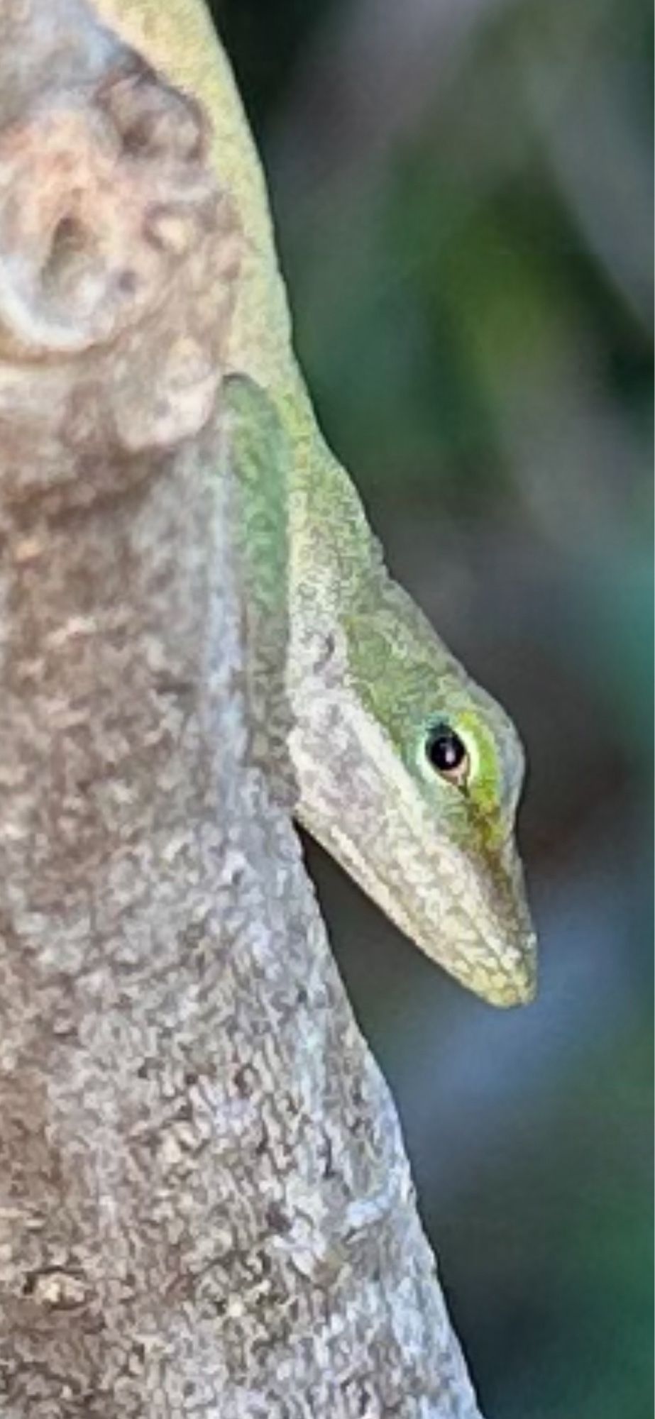 Adult female green anole traveling down the far side of a medium-sized fig branch peeks around it to glare at us warily!