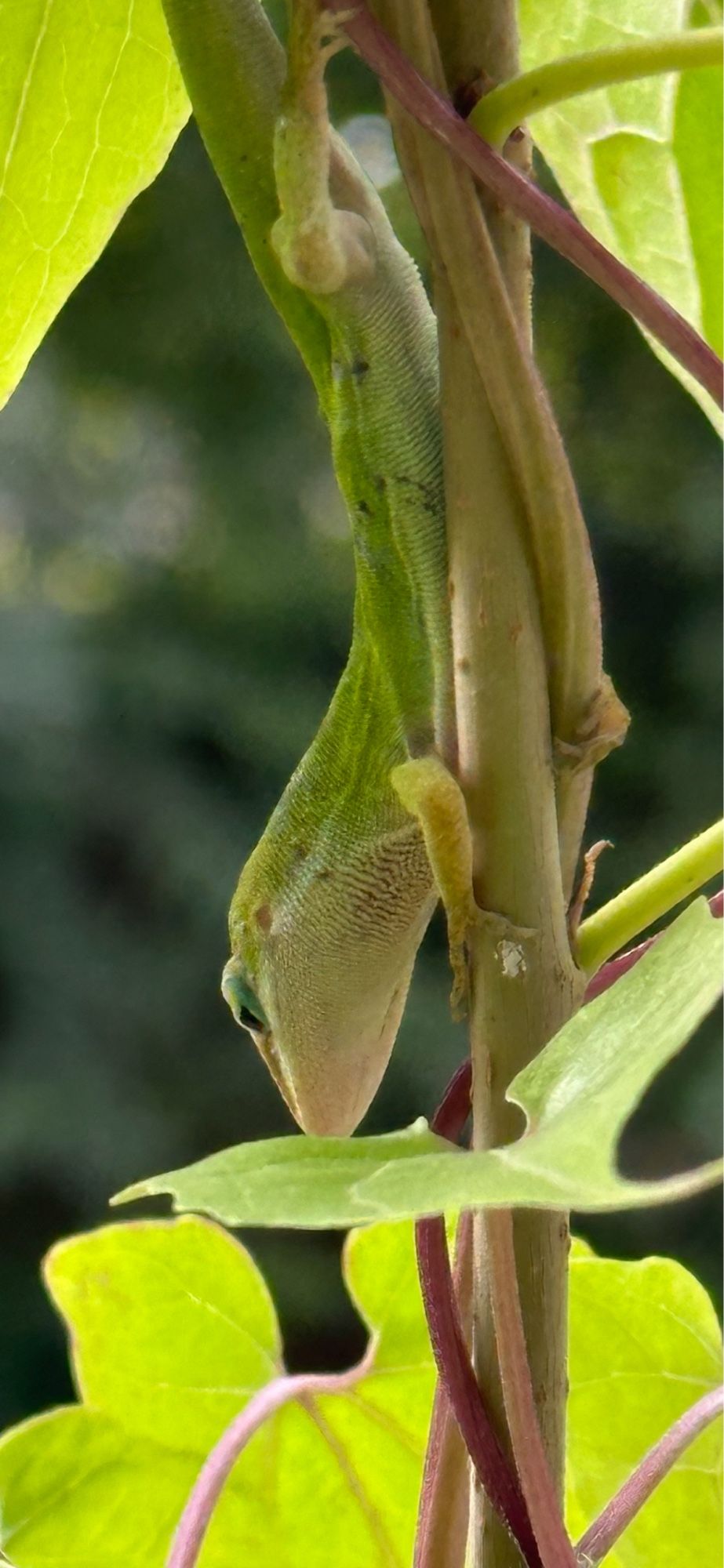 Almost adult male green anoles climbing down a mulberry sapling twined with hempvine. He is looking down and away from us.