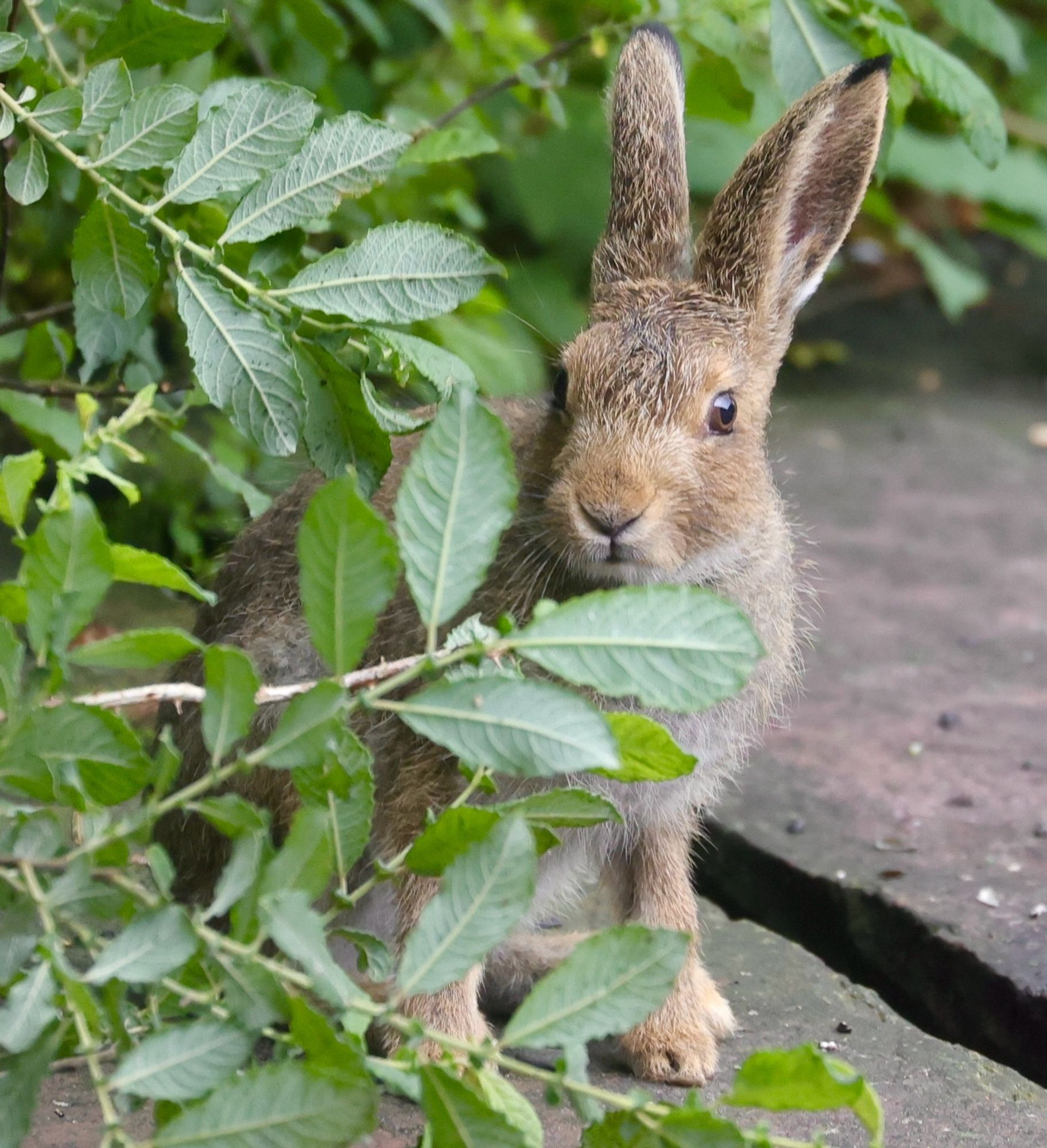 A leveret or young hare in a bushy leafy undergrowth.