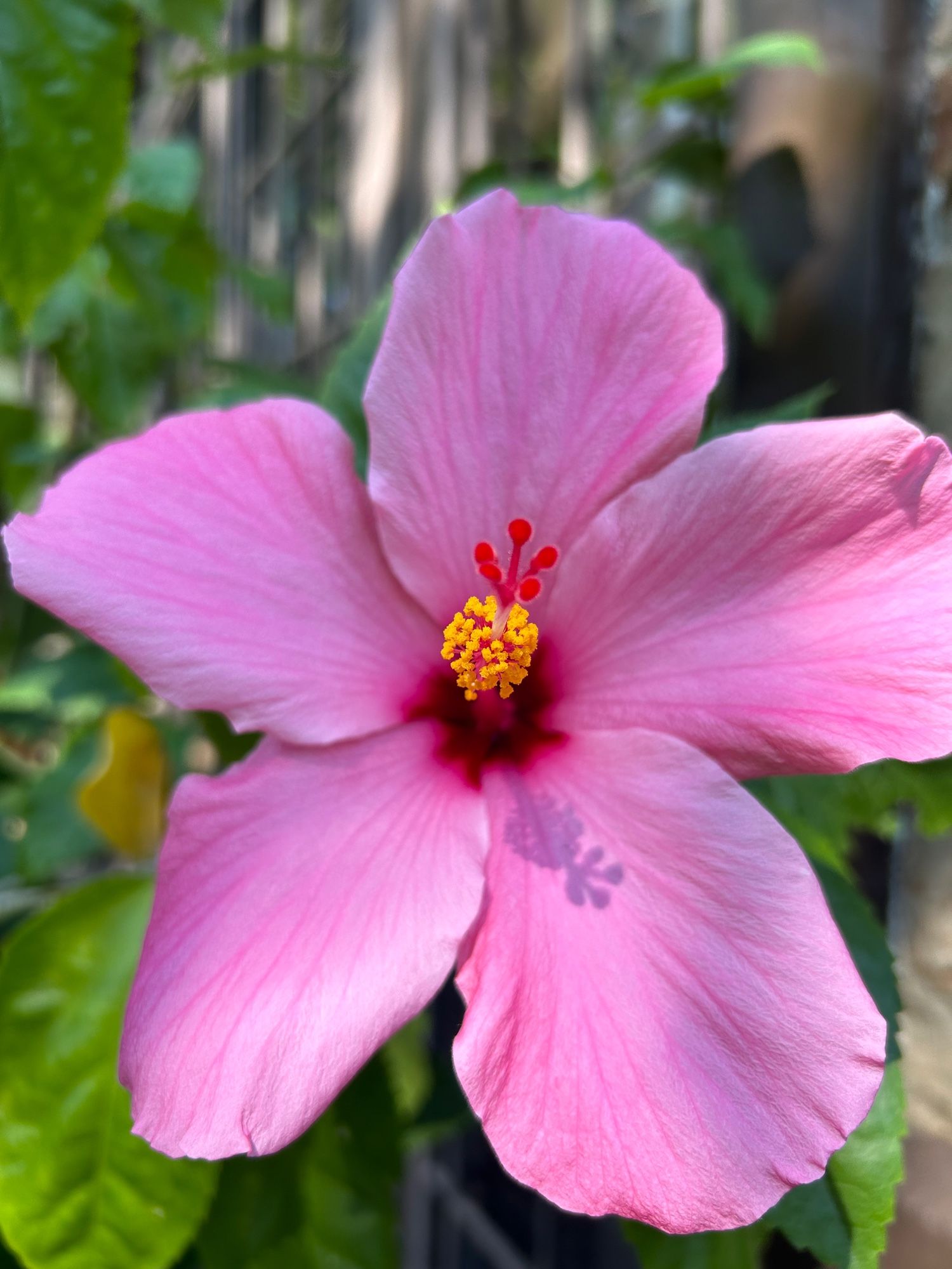 Beautiful pink hibiscus flower in full bloom.