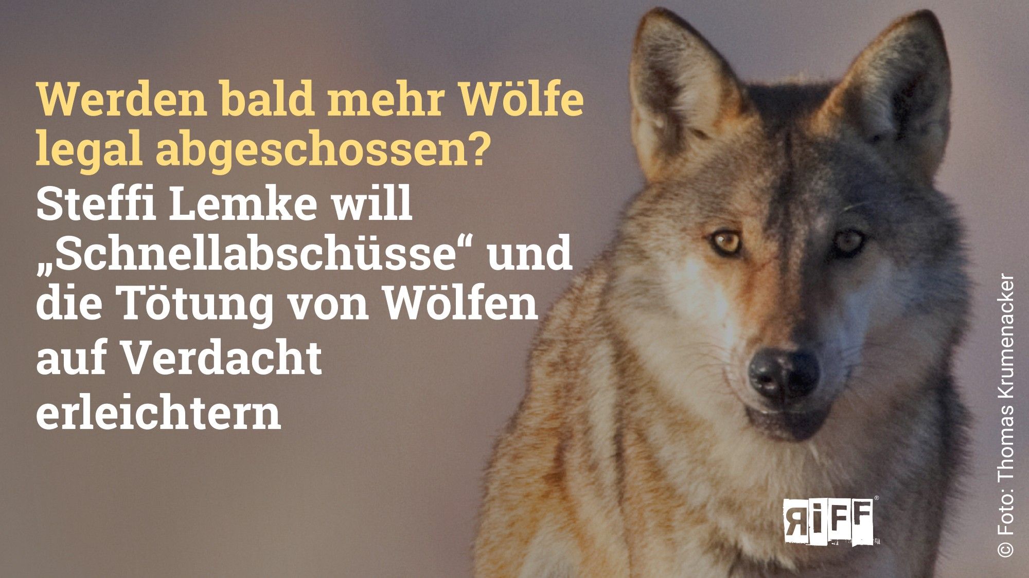 Bild eines Wolfes und Text: "Werden bald mehr Wölfe legal abgeschossen?
Steffi Lemke will „Schnellabschüsse“ und die Tötung von Wölfen auf Verdacht erleichtern"