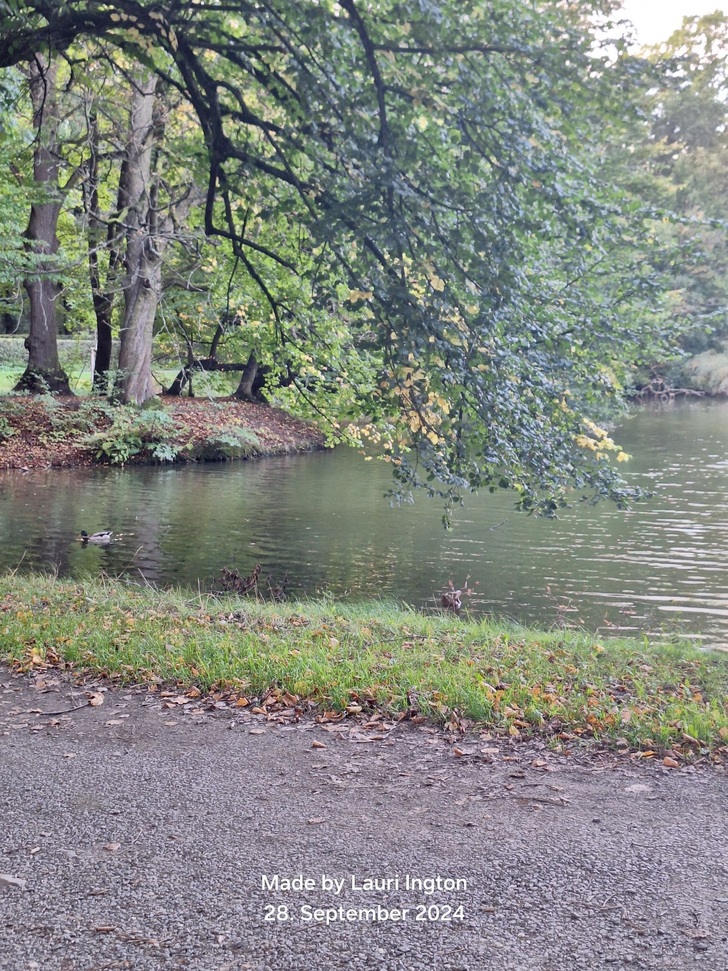 Im Vordergrund der Rundweg um den Teich, mit kleiner Halbinsel auf der linken Seite, das ganze  umgeben von Bäumen