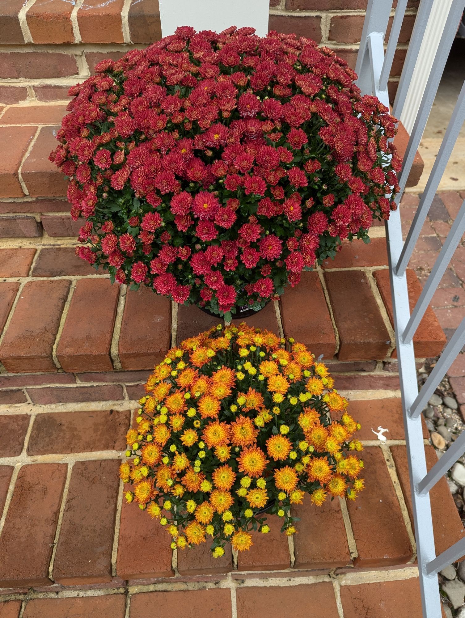 Two potted mums sit on a set of stairs. One has dark red flowers, and the second, slightly smaller, has orange flowers with yellow centers