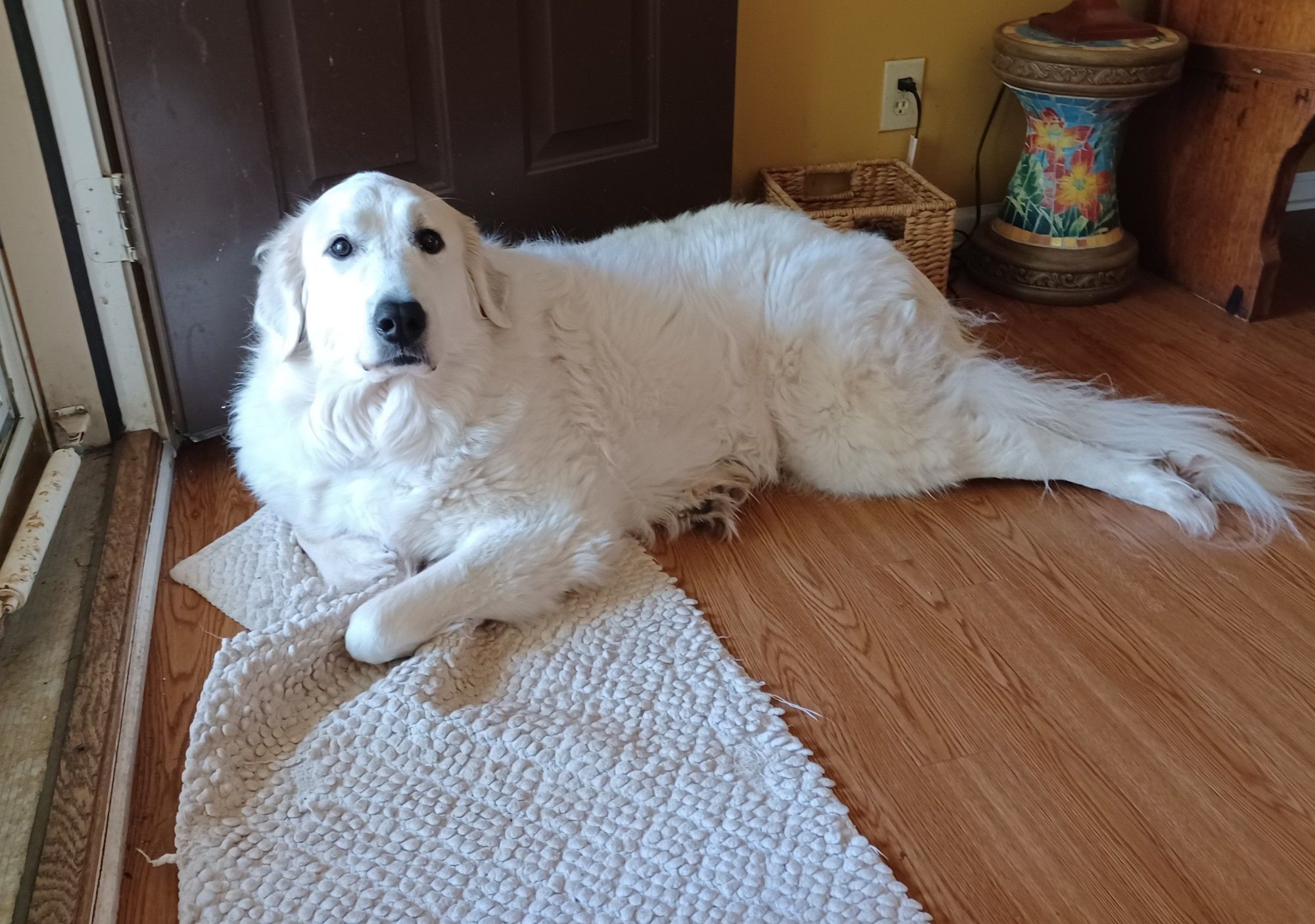 Big white dog looking at camera certain that good times are ahead.