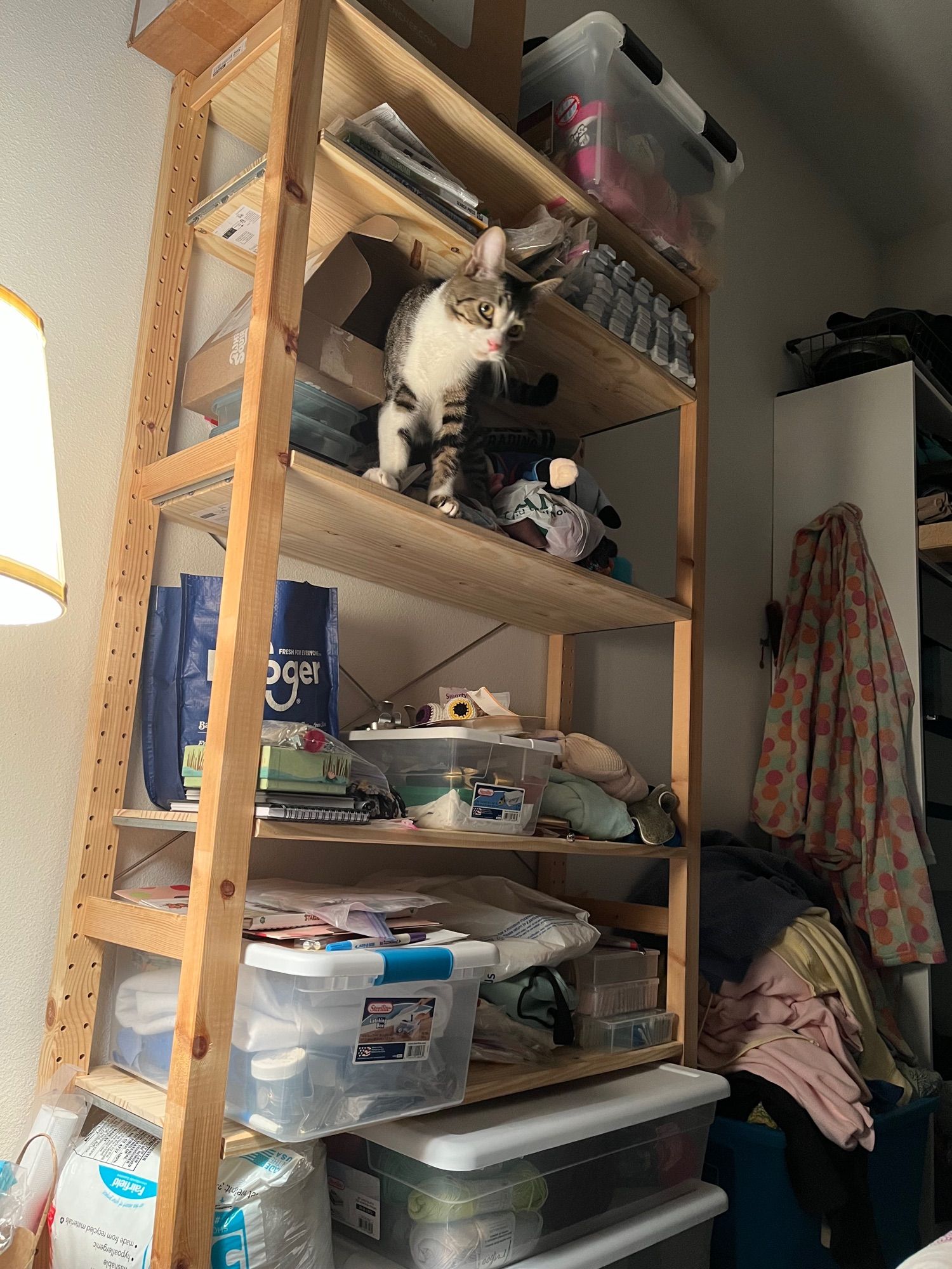 Photo of a grey and black striped cat with a white chest on the third shelf up of a shelf set that is absolutely loaded with craft supplies. The cat is unrepentant.