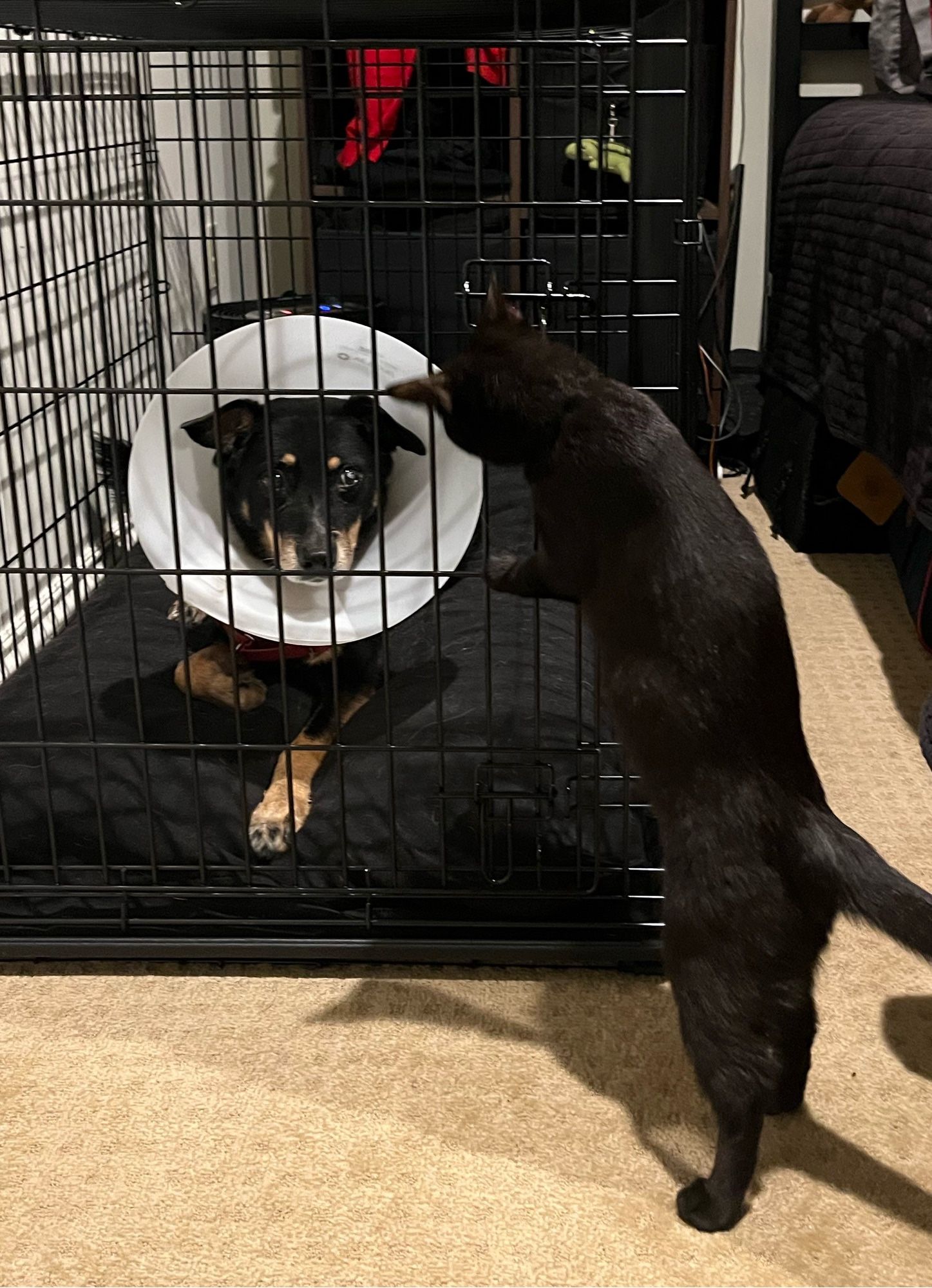 A cute black and tan dog wearing a cone is inside a crate as a black kitten stands up to try to undo the latch