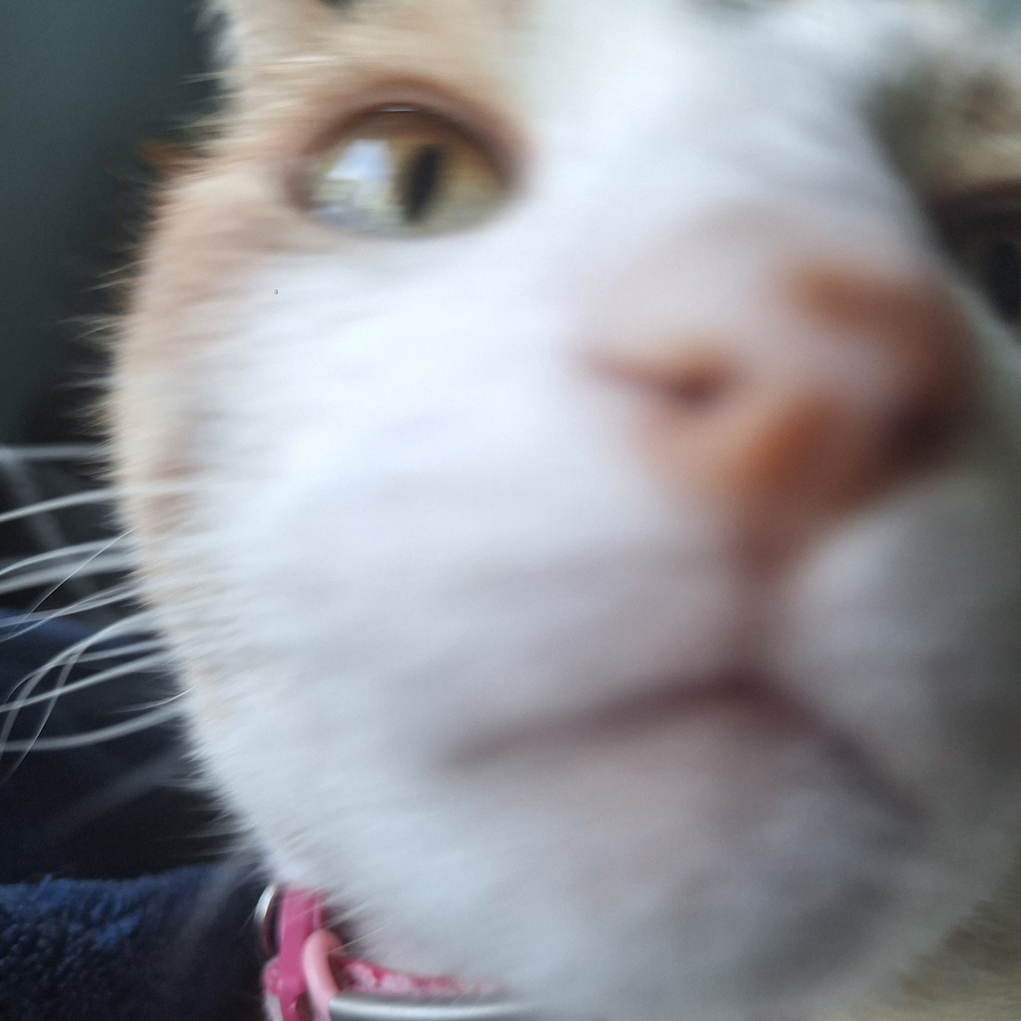 an orange and white cat with a pink collar, he is incredibly close to the camera & sniffing it.