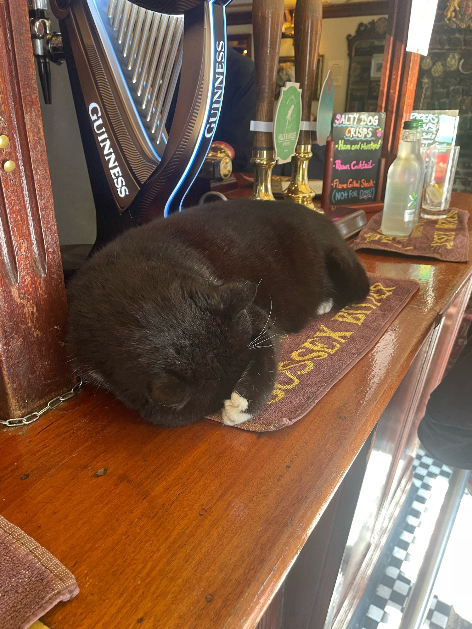 Pub cat in the Plume of Feathers, Greenwich