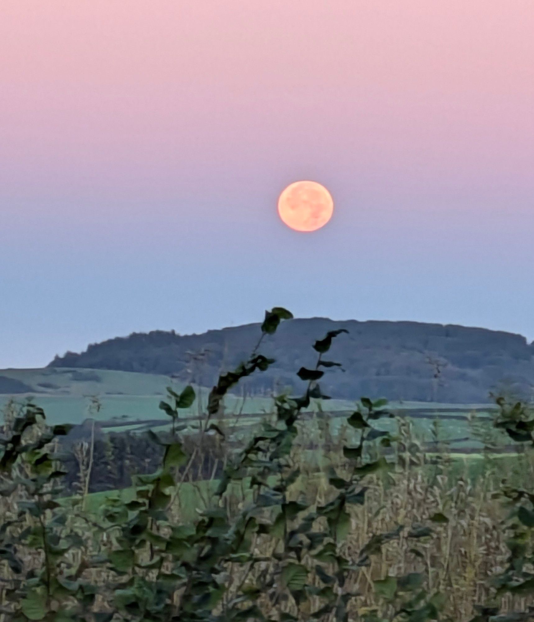 Harvest Moon setting as an orange ball over a distant hill covered in evergreen trees. The sky graduates from blue to purple orange from the bottom.