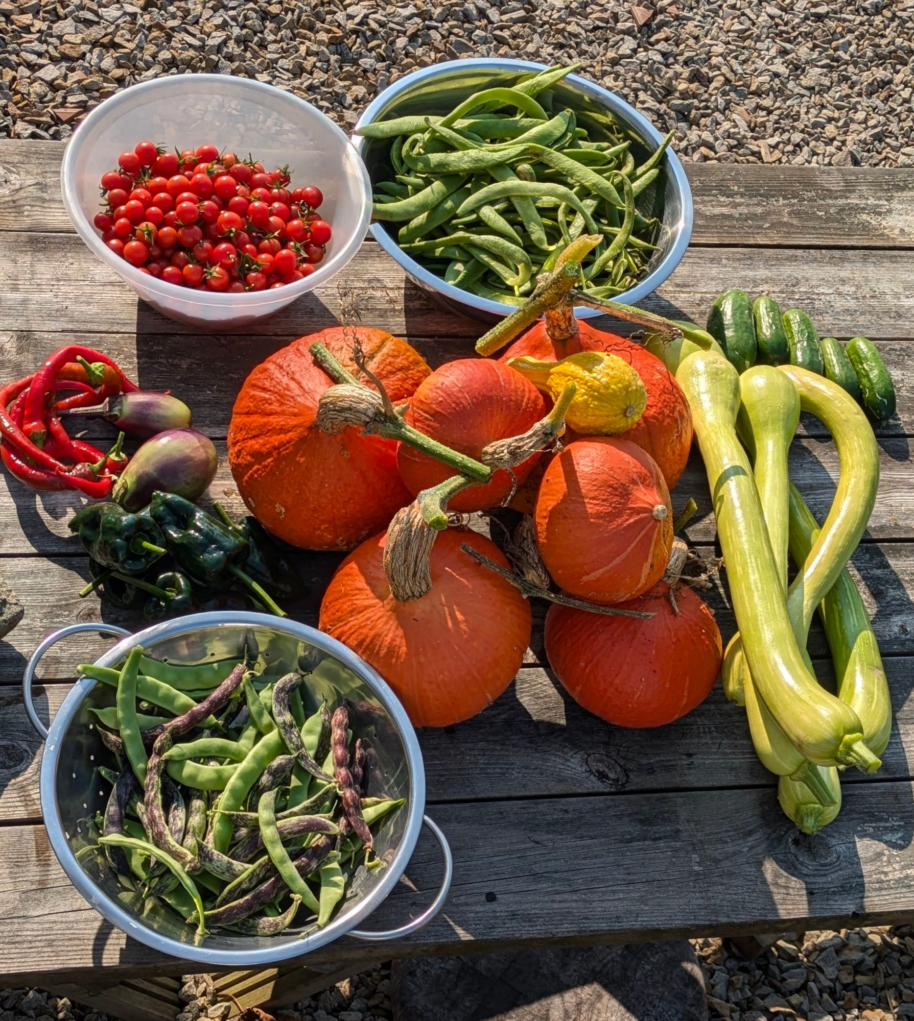 Table with produce grown from garden: runner and flat beans; squashes - tromboncino, uchi kuri, friuliana; cherry tomatoes; small aubergines, sweet, poblano and chilli peppers; mini cucumbers.