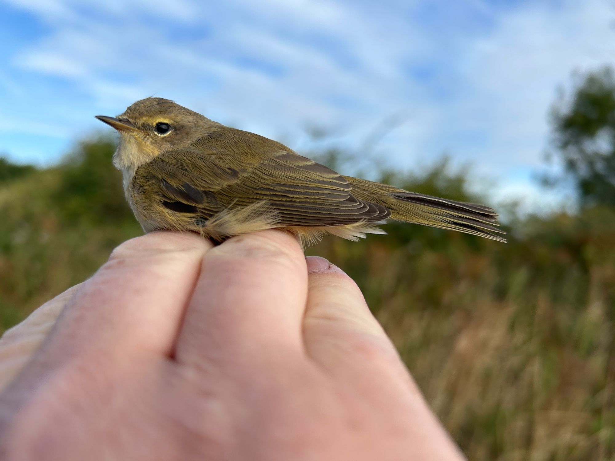 Chiffchaff