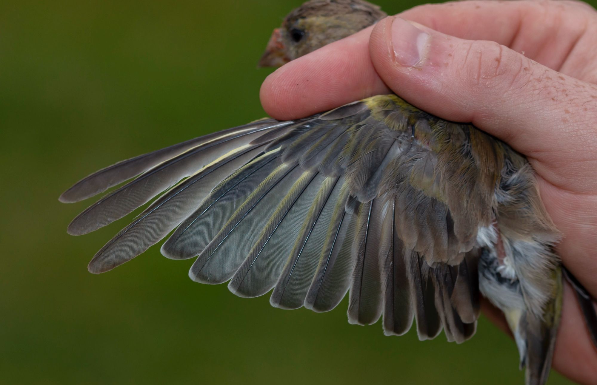 Greenfinch (female), adult bird in wing moult