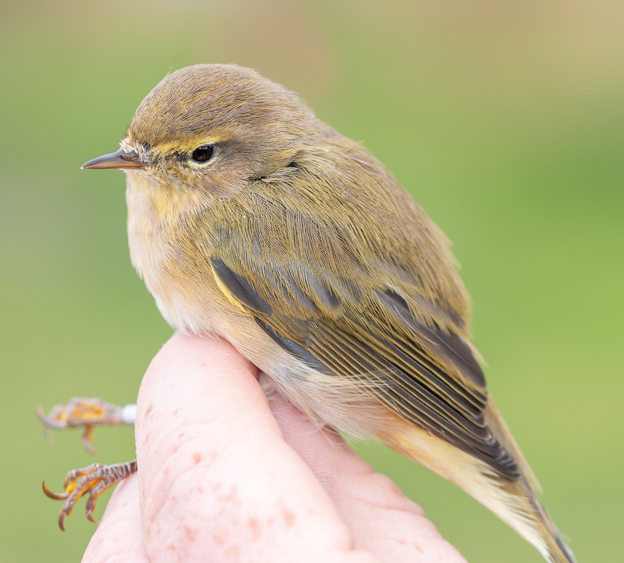 Chiffchaff