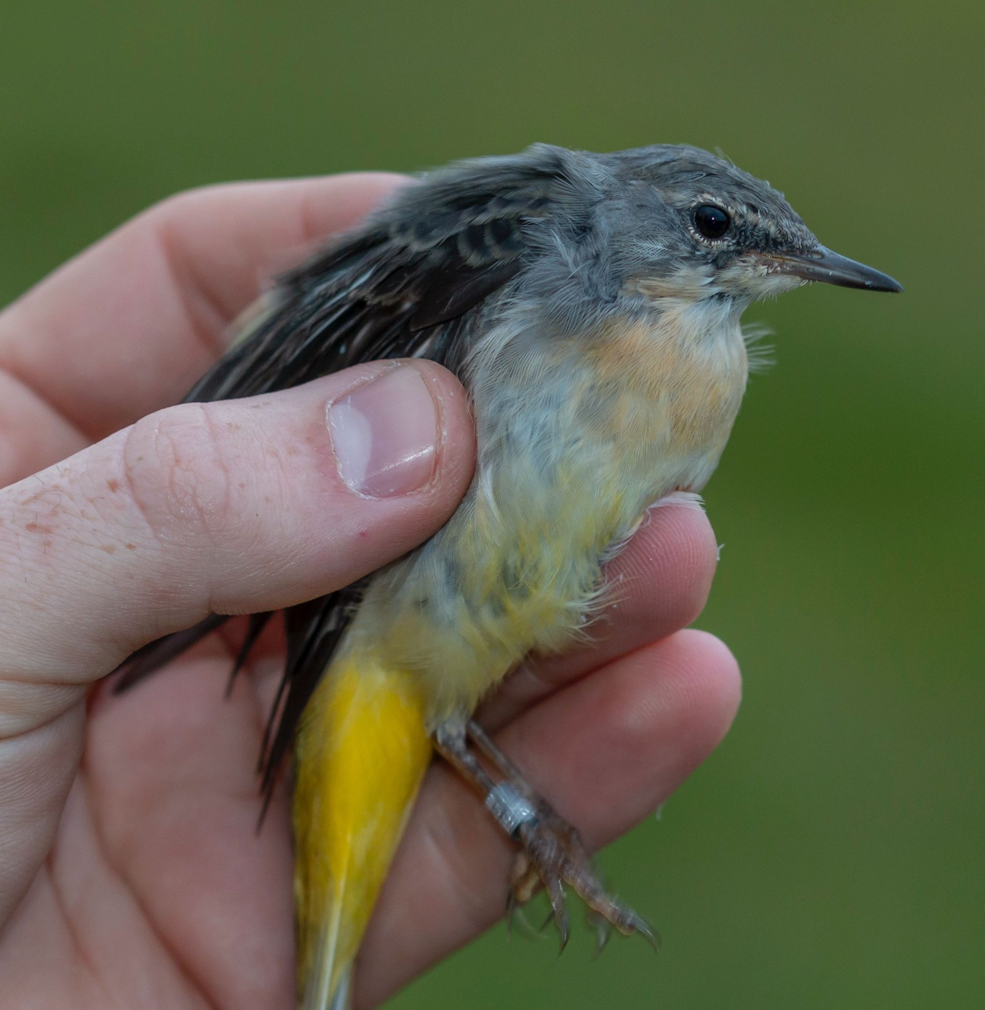 Grey Wagtail