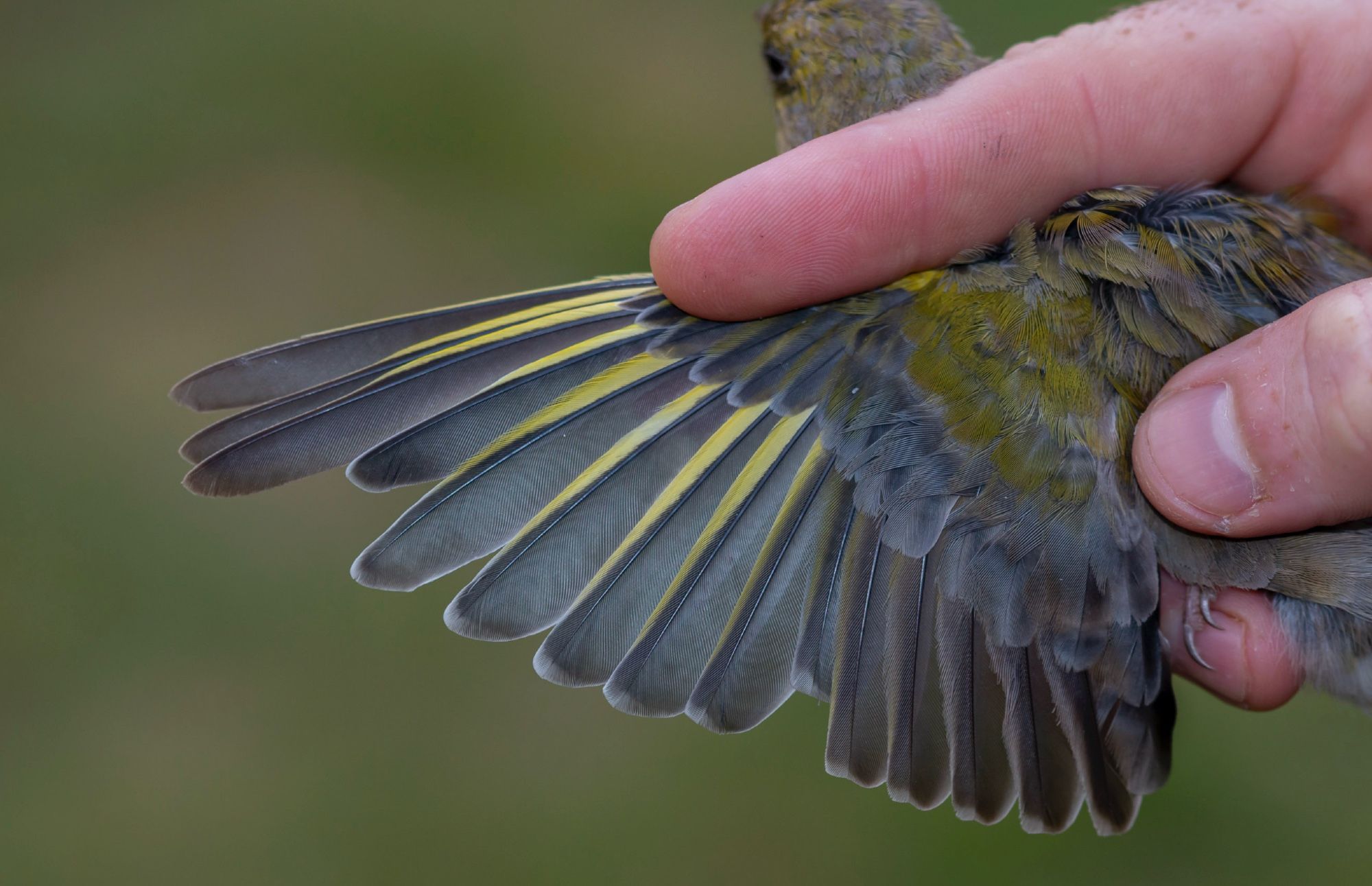 Greenfinch (male), adult bird in wing moult