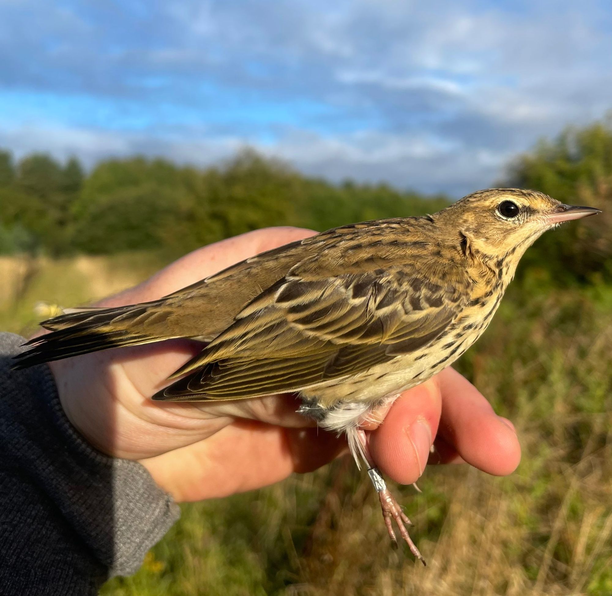 Tree Pipit