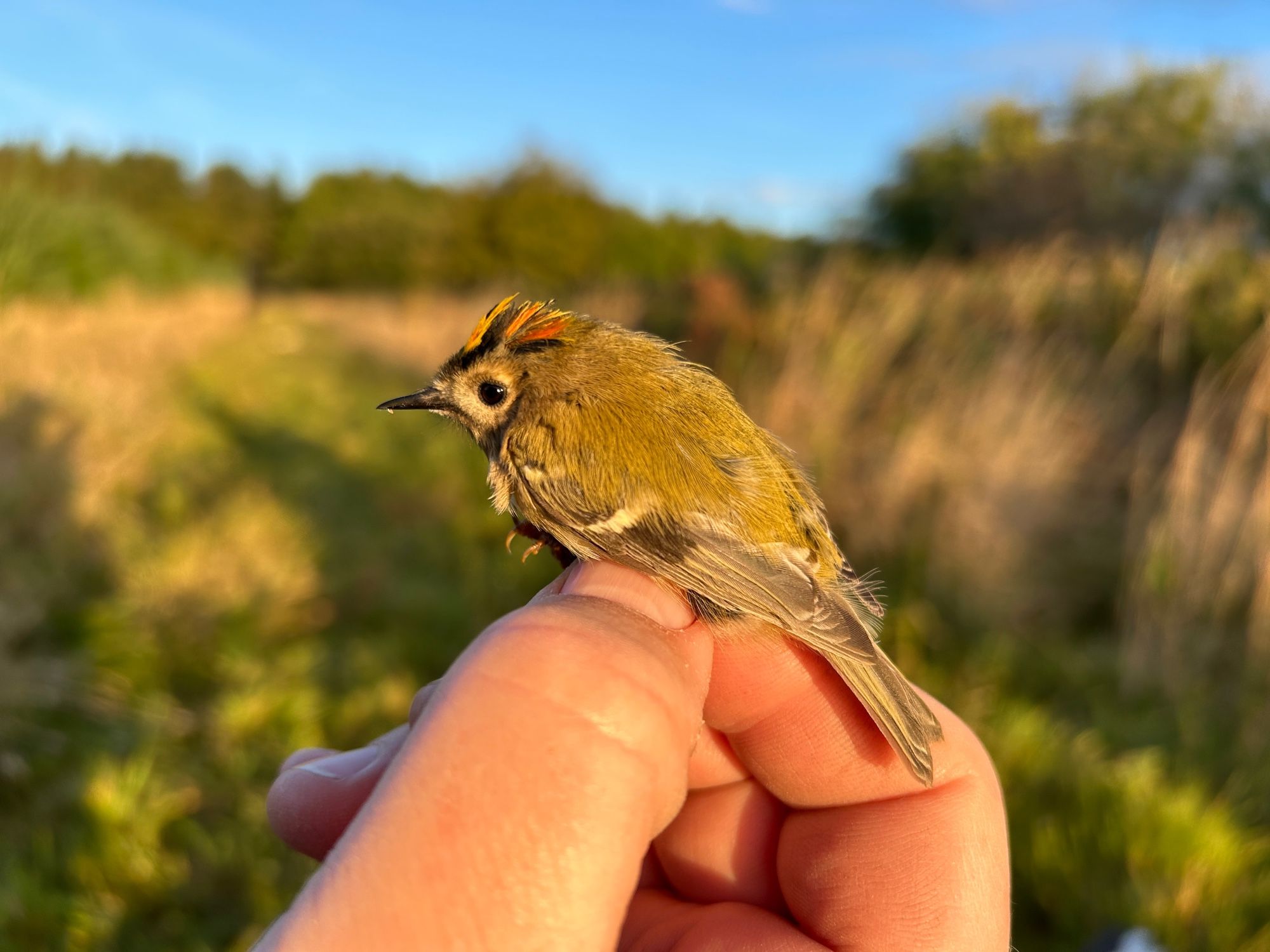 Goldcrest (male - orange in the crown / crest)