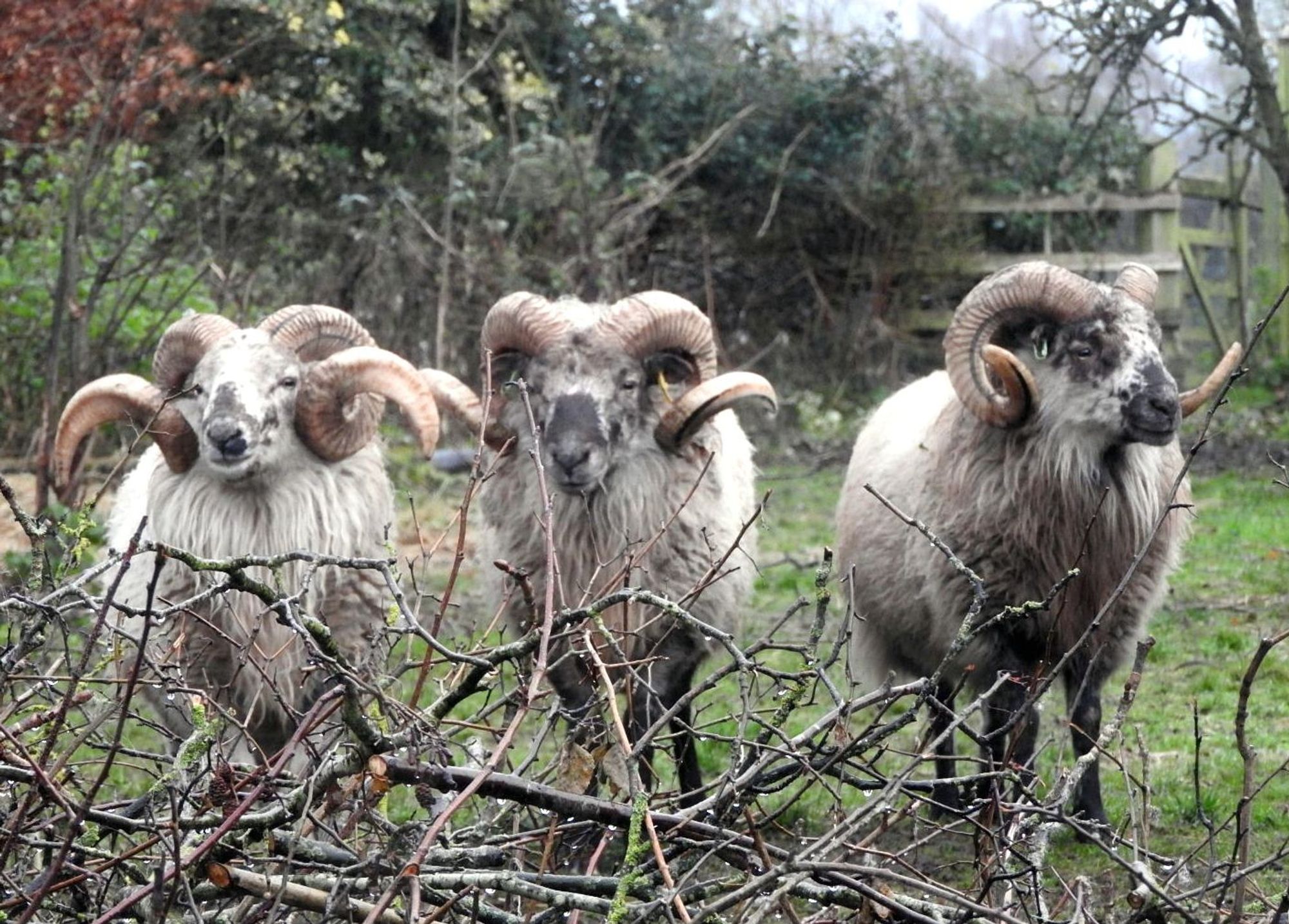 Three Boreray tups in the garden