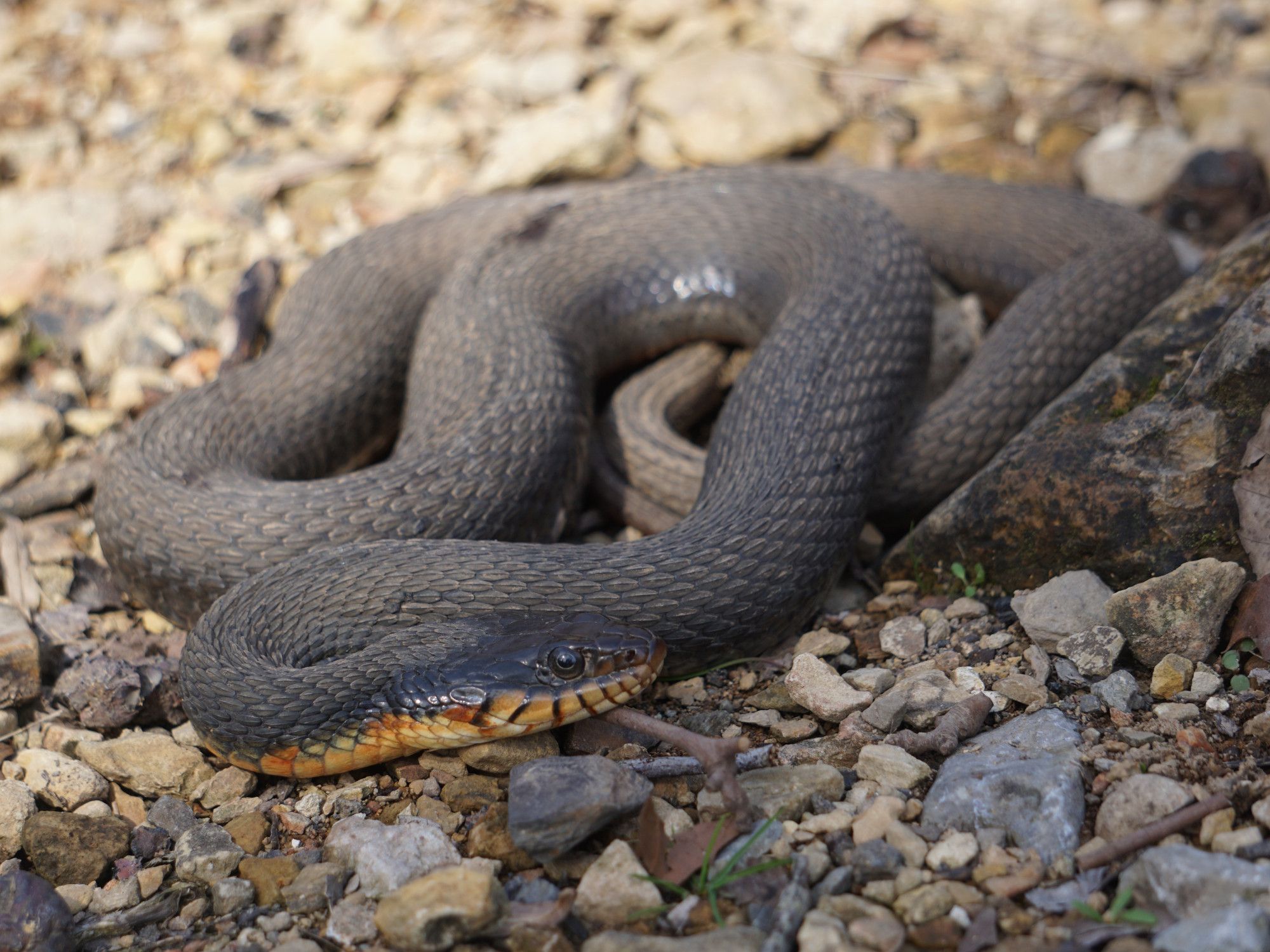 A picture of a Plain-bellied Watersnake found out basking.