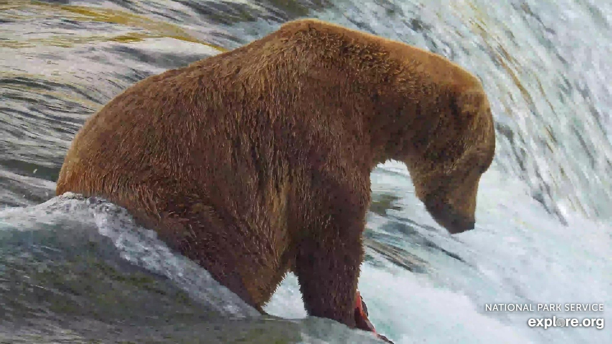 A close-up view of a brown bear sitting on the lip of the falls. They are staring down and waiting for salmon to jump the falls.