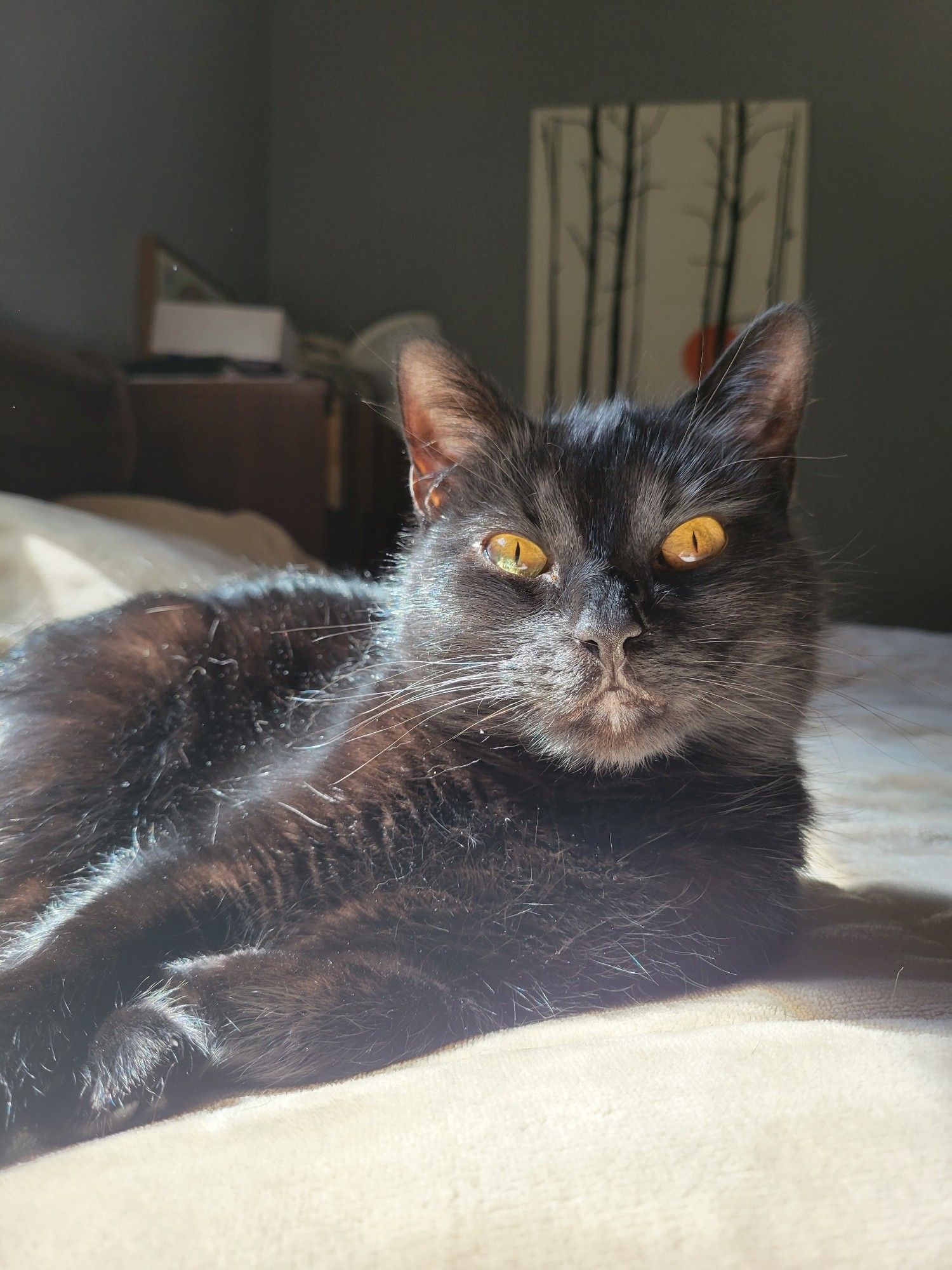 A black cat sits on a bed in a sunbeam. Her eyes are very yellow and bright