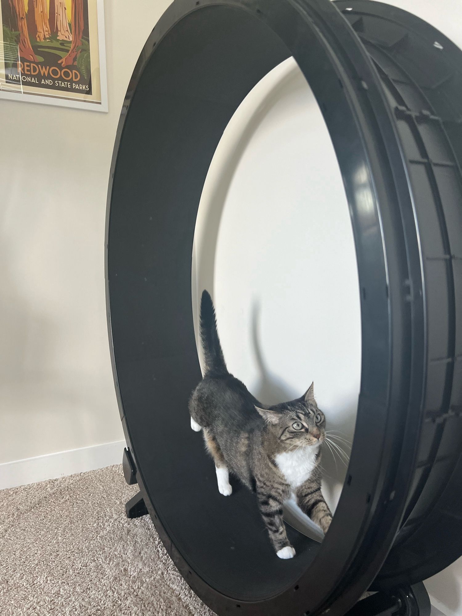 Tabby cat confidently walking on a cat wheel