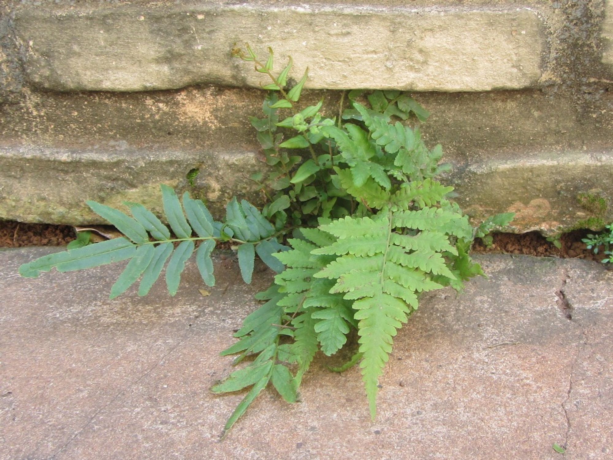 jutting out of a moldy brick wall, soft fern (Christella dentata) and ladder brake fern (Pteris vittata) grow together
own photo taken on a sunny day in August, in Paraguay