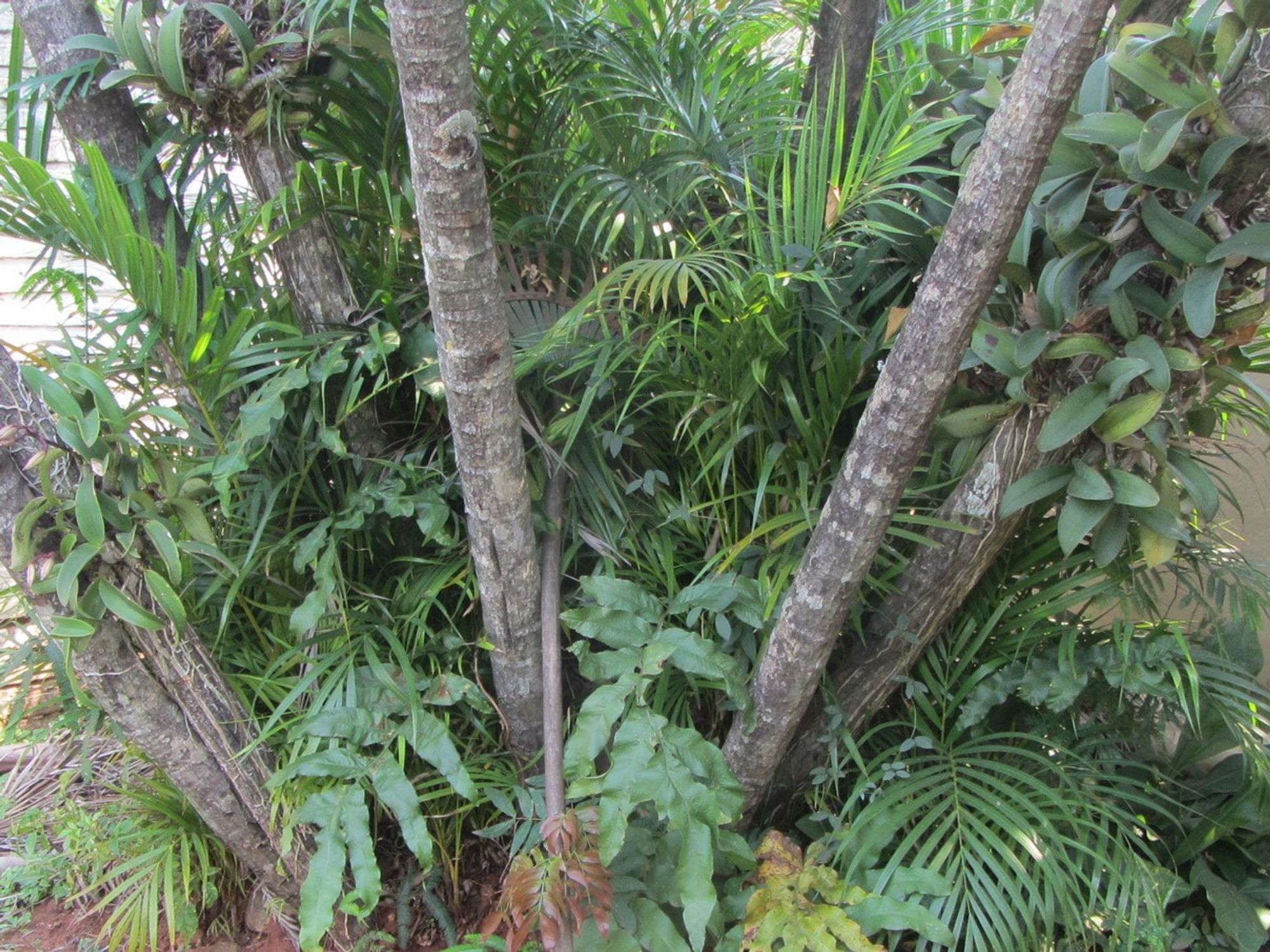 at the base of a palm tree (Chrysalidocarpus lutescens), cattleyas (Guarianthe skinneri), ferns (Phlebodium aureum), red powder puff (Calliandra haematocephala), morivivi (Mimosa pudica) and others are grown. a green rusty rake is in the middle of it all
own photo taken on a sunny day in August, in Paraguay