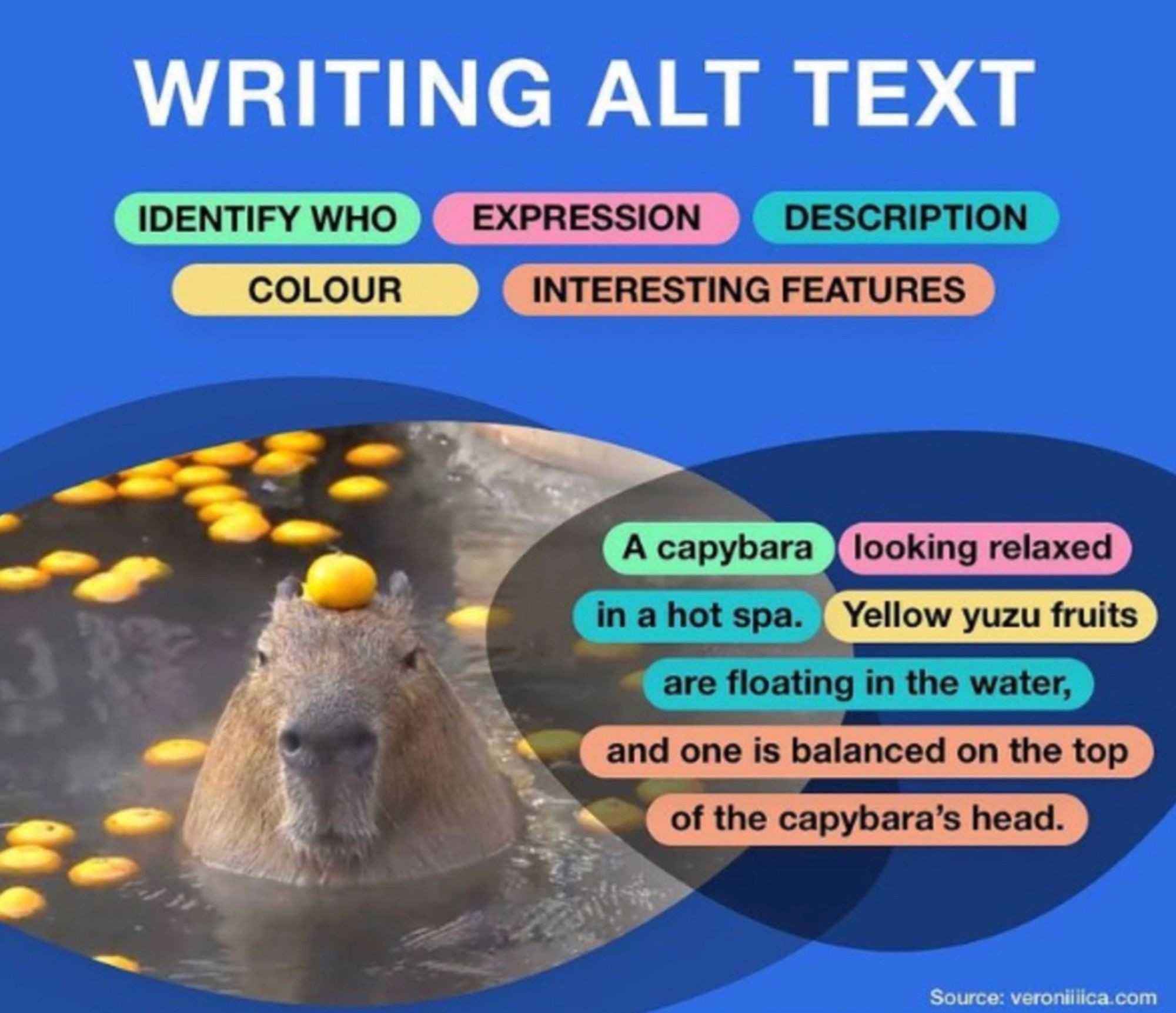 ALT text copied and pasted from the linked website: An infographic titled “How To Write Alt Text” featuring a photo of a capybara. Parts of alt text are divided by color, including identify who, expression, description, colour, and interesting features. The finished description reads “A capybara looking relaxed in a hot spa. Yellow yuzu fruits are floating in the water, and one is balanced on the top of the capybara’s head.”