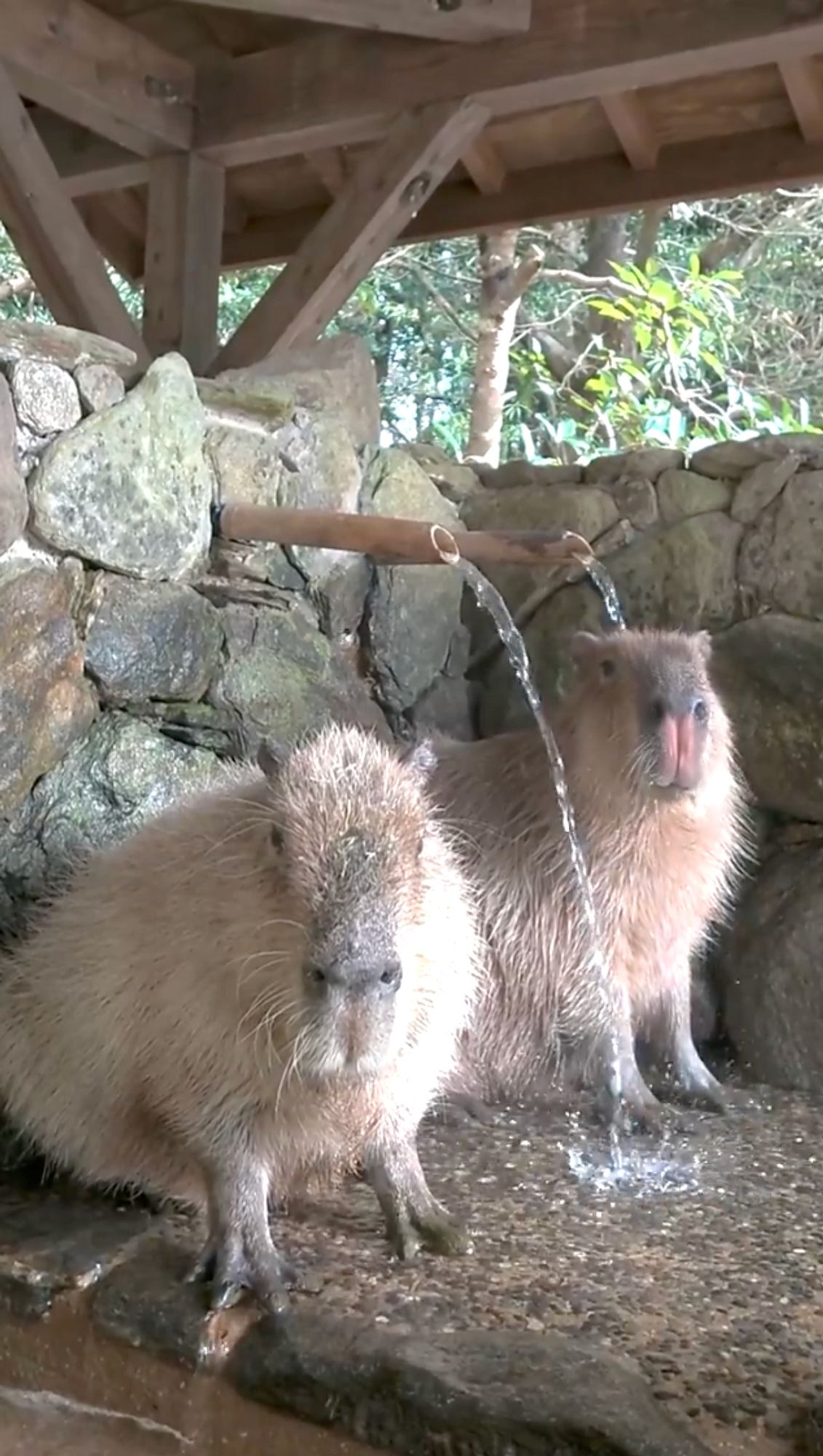 Two adorable, scruffy capybaras sit beneath spouts of water looking as relaxed and serene as you could hope for