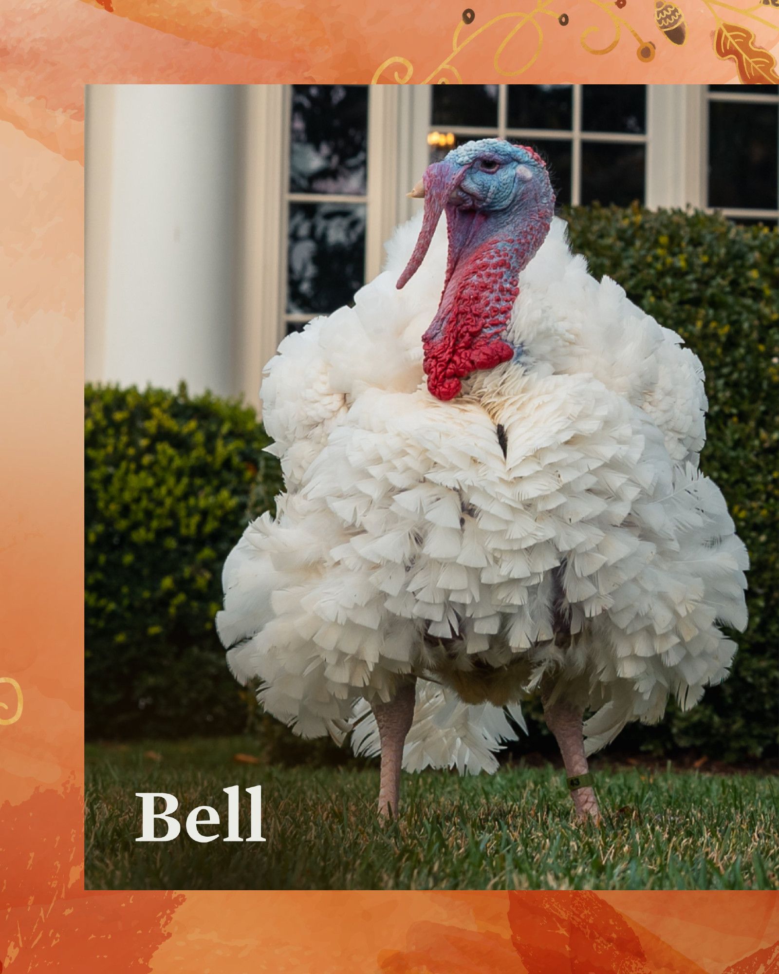 Photo of Bell, one of the two turkeys that President Biden pardoned. Bell has beautiful white feathers perfectly arrayed in such a way that it evokes tiered ruffles or fringe.